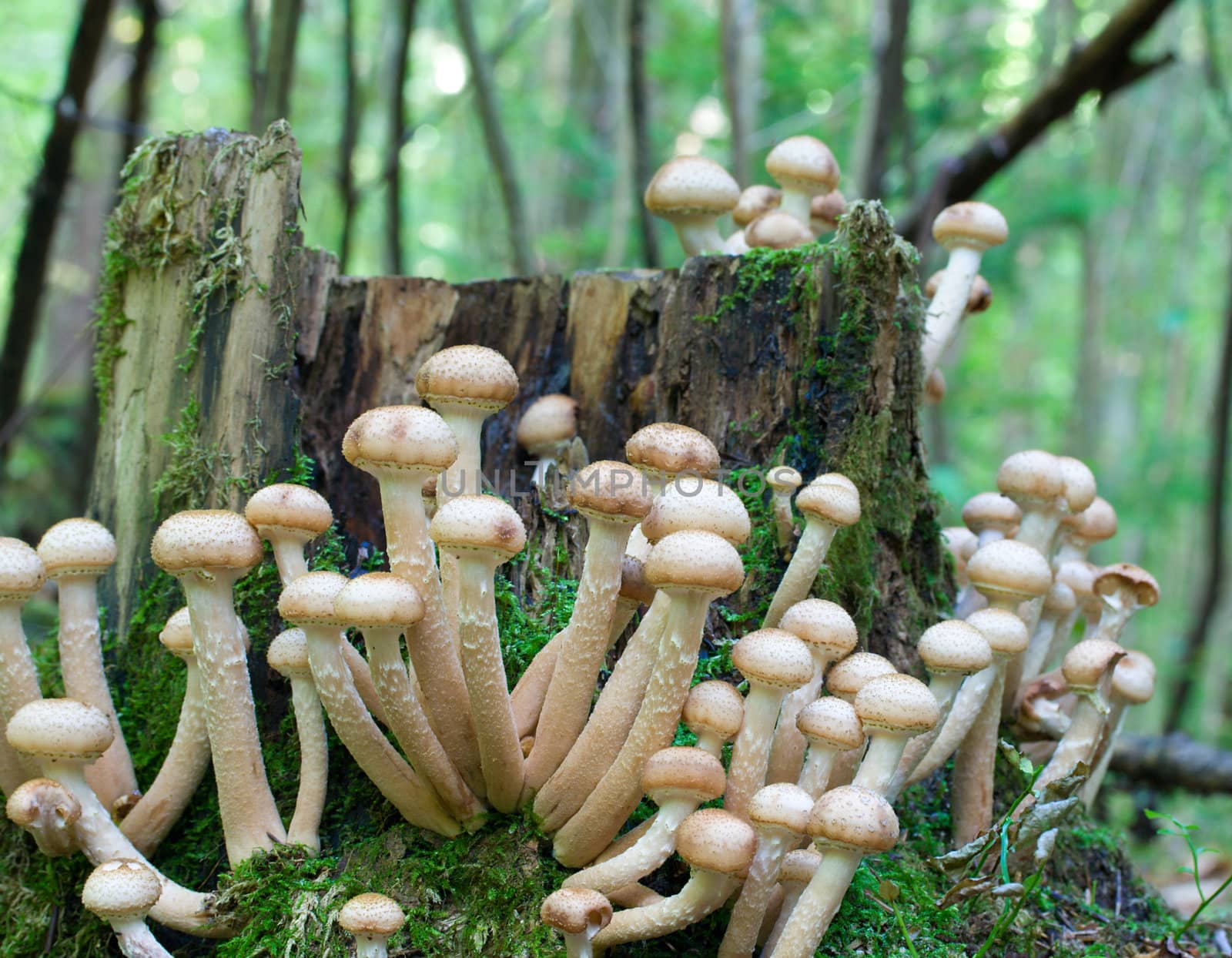 agaric honey fungus near stump by Alekcey