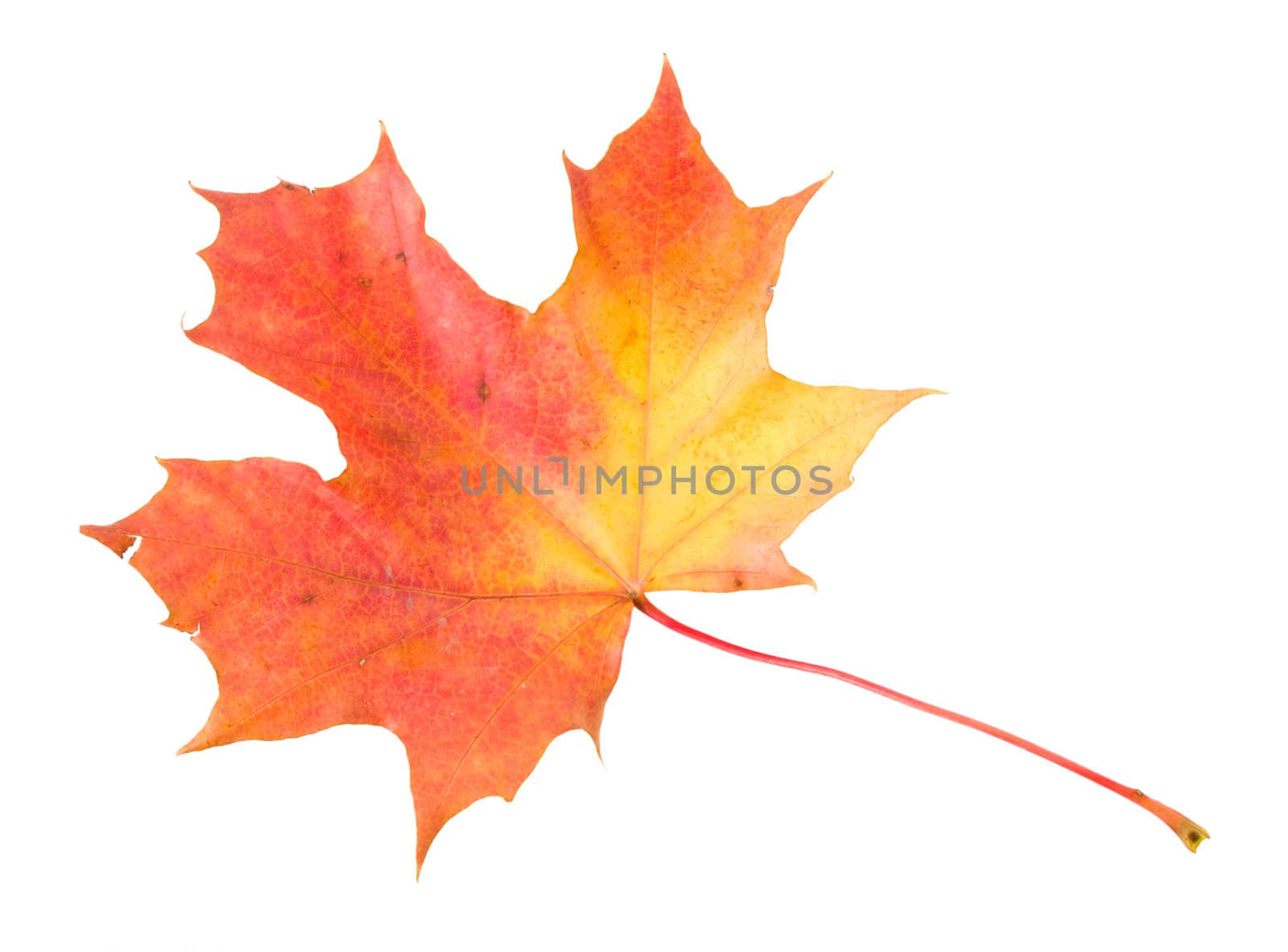 red-yellow maple leaf isolated on white by Alekcey