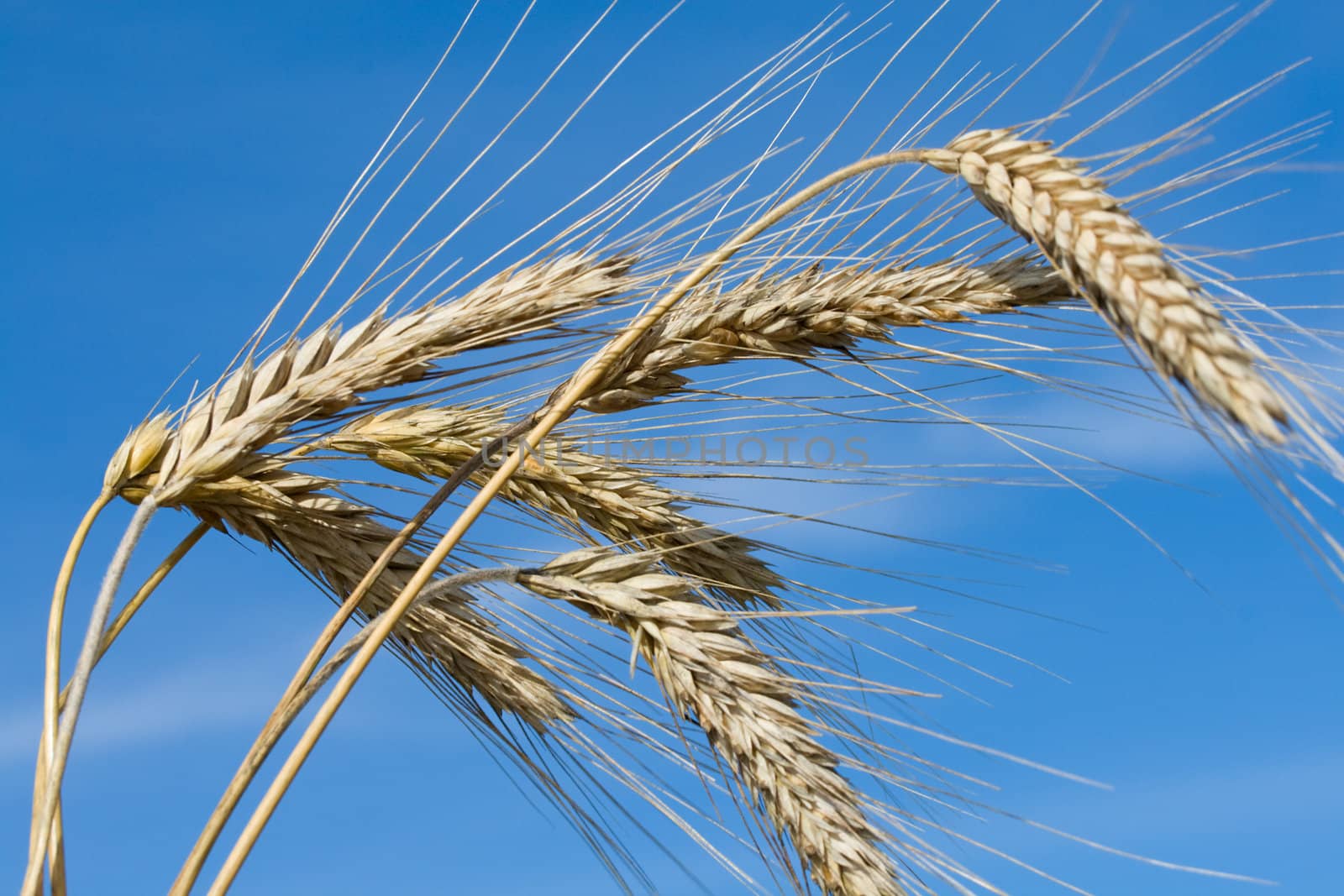 close-up ripe rye ears against a blue sky background