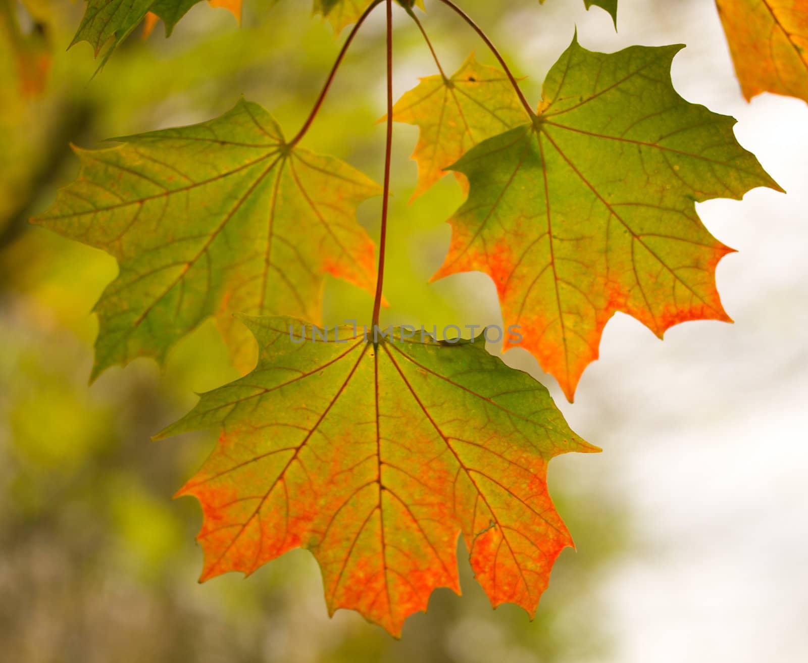 three maple leaves in autumn by Alekcey