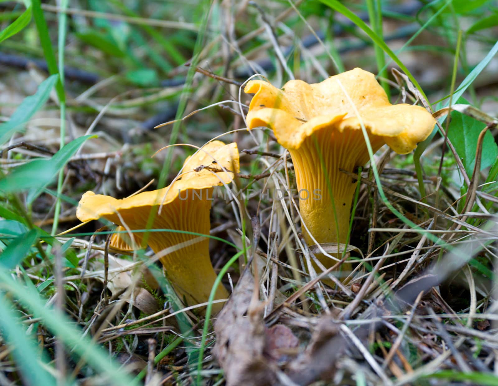 two wild yellow chanterelles in forest