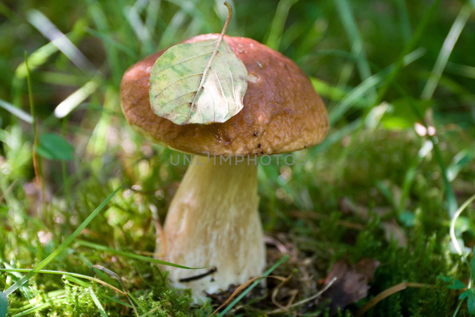 big wild boletus with fallen leaf in forest