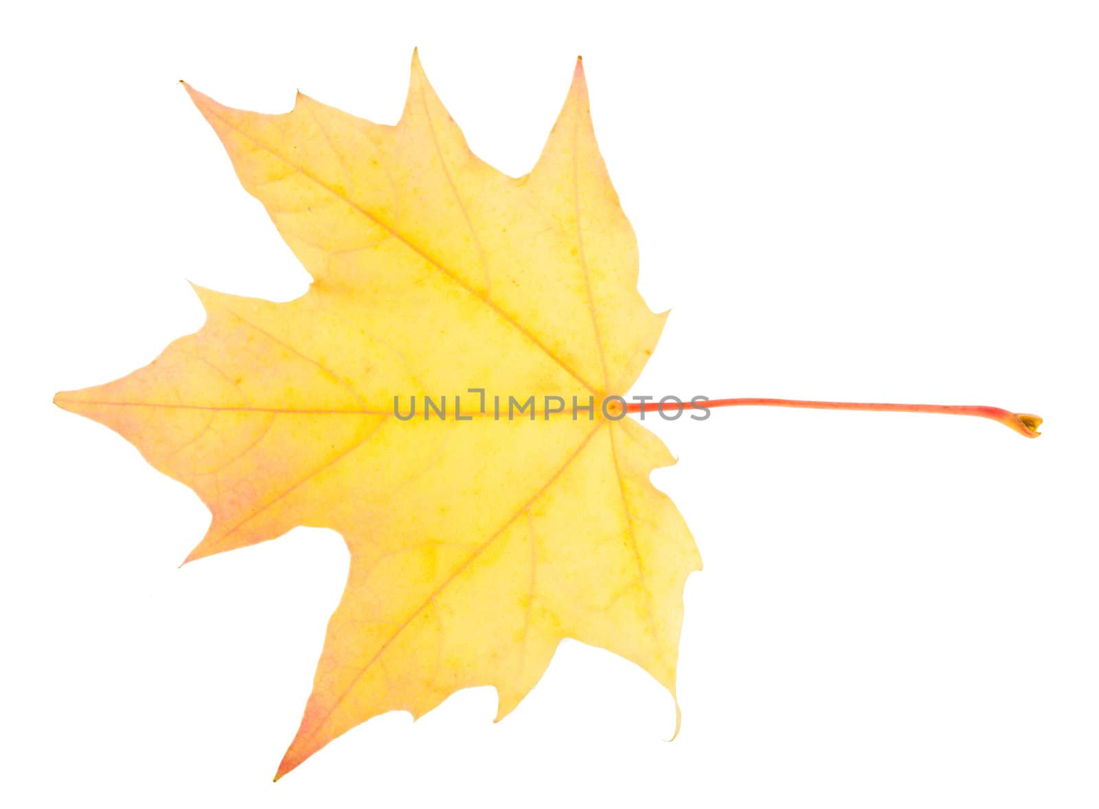 fallen yellow maple leaf, isolated on white