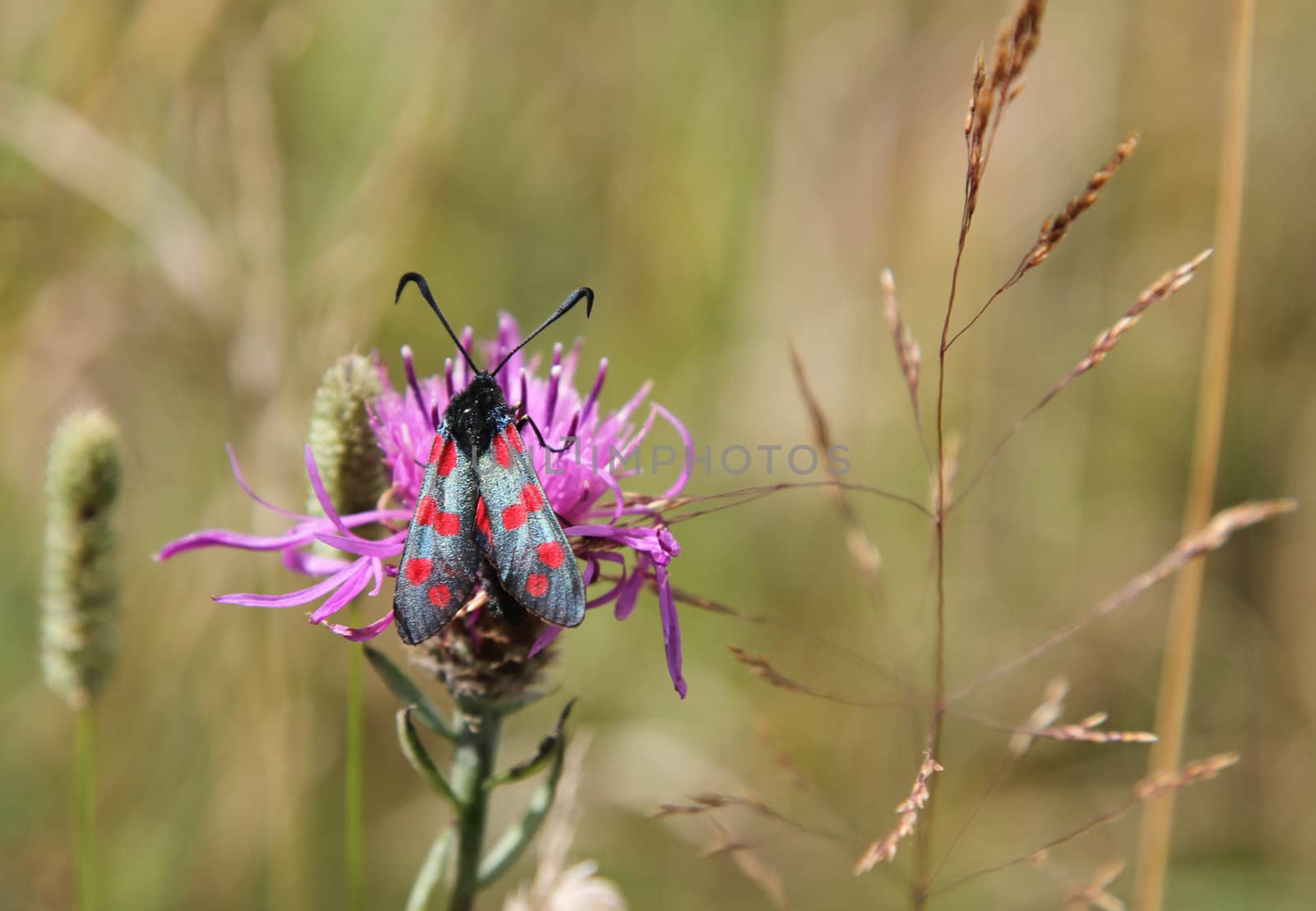 Six-spot burnet, Zygaena filipendulae, on knapweed flower, Centaurea.