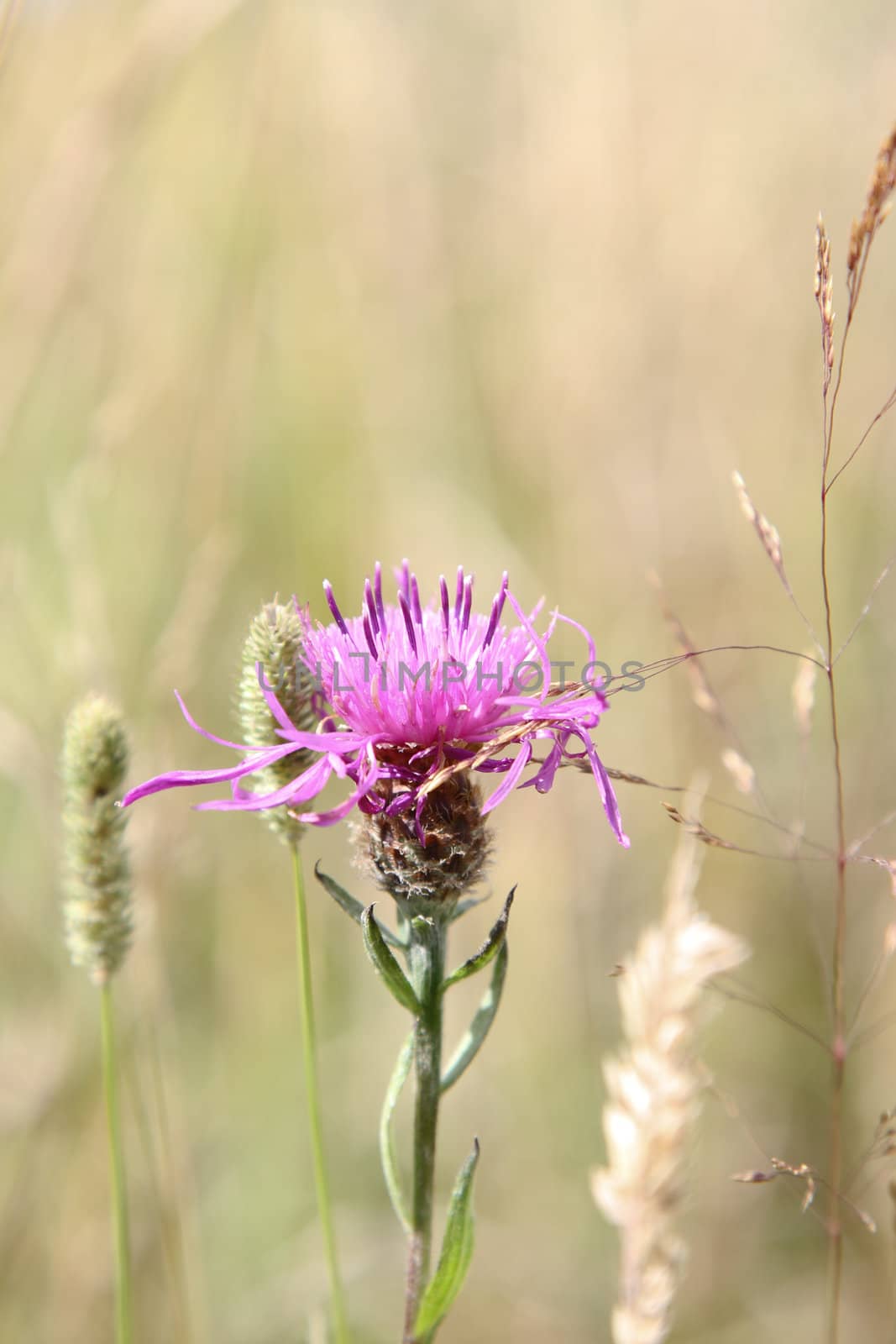 Knapweed flower. by richsouthwales