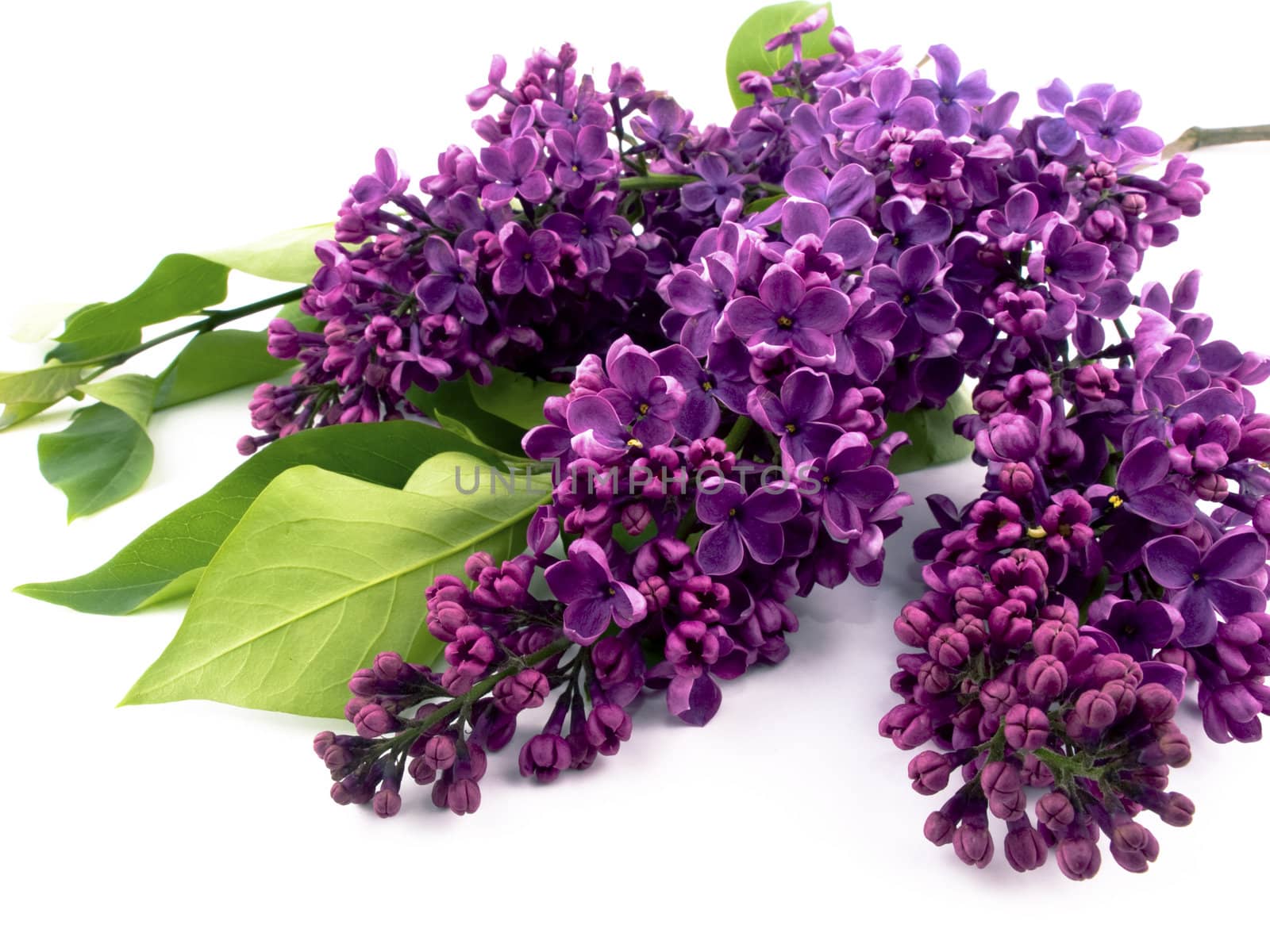 Bunch of lilac on white background.