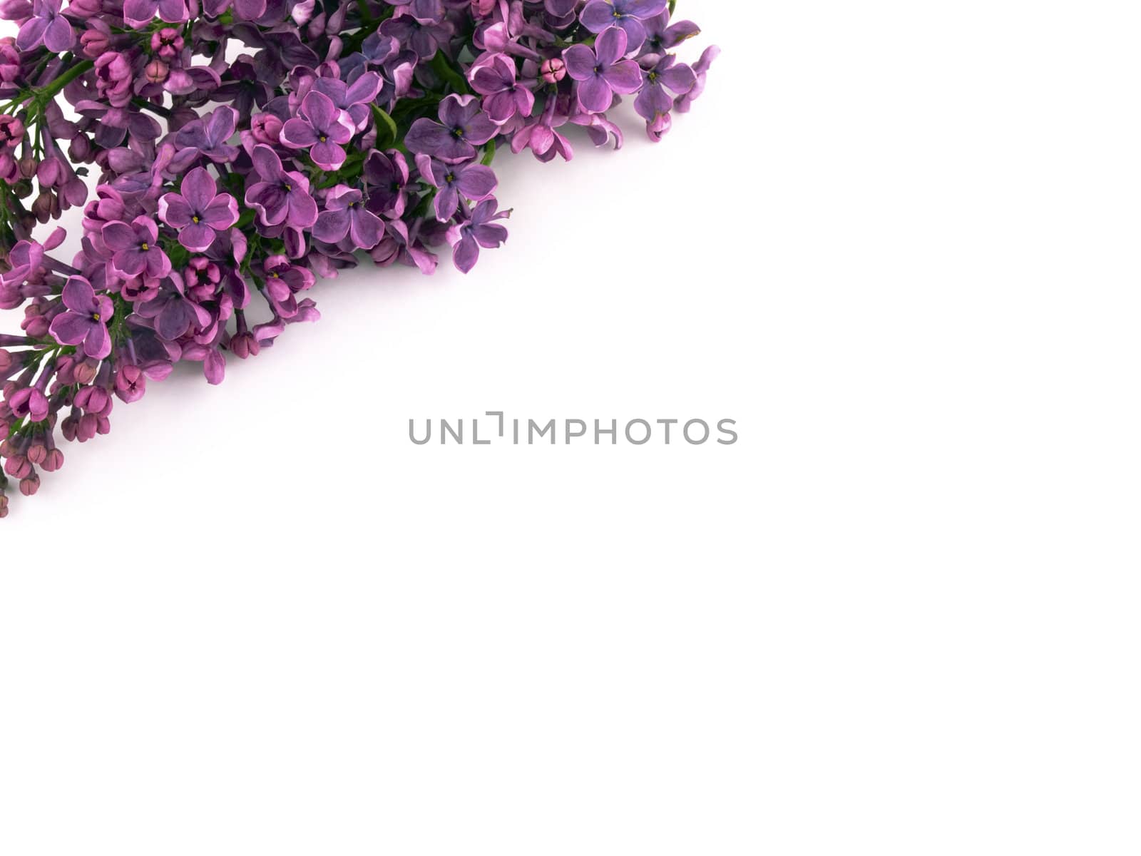 Bunch of lilac with white space for some text.