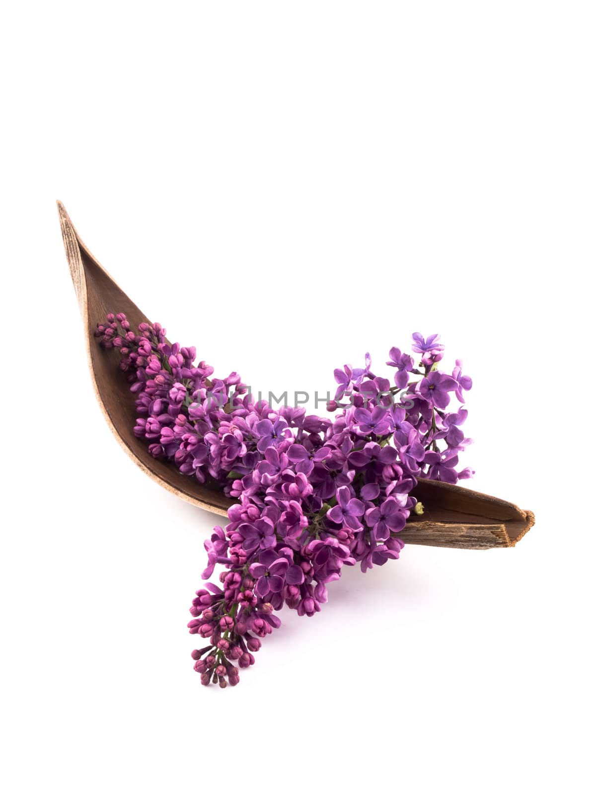 Picture of beautiful purple lilac in wooden decoration on white background