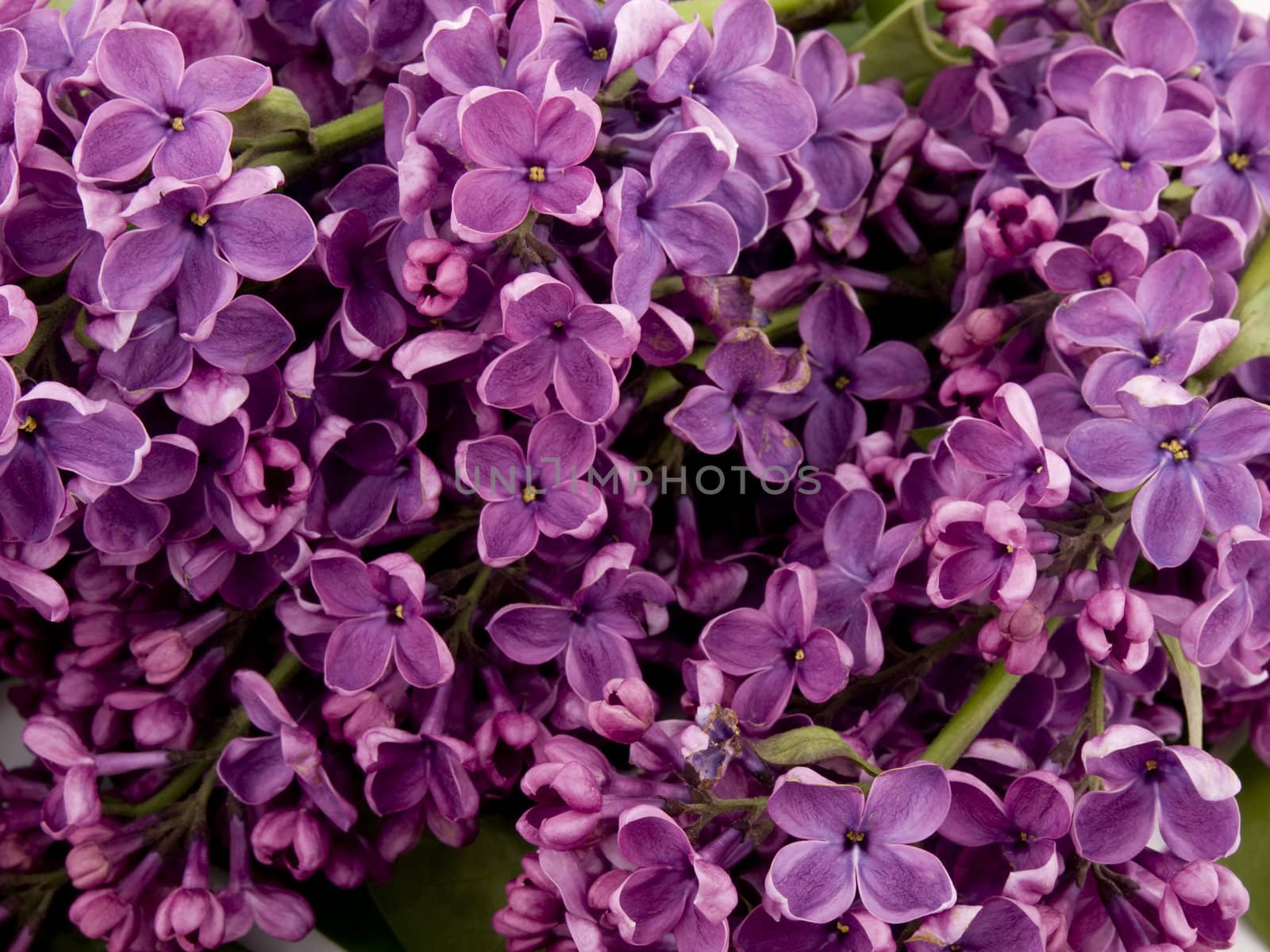 Closeup picture of beautiful purple lilac