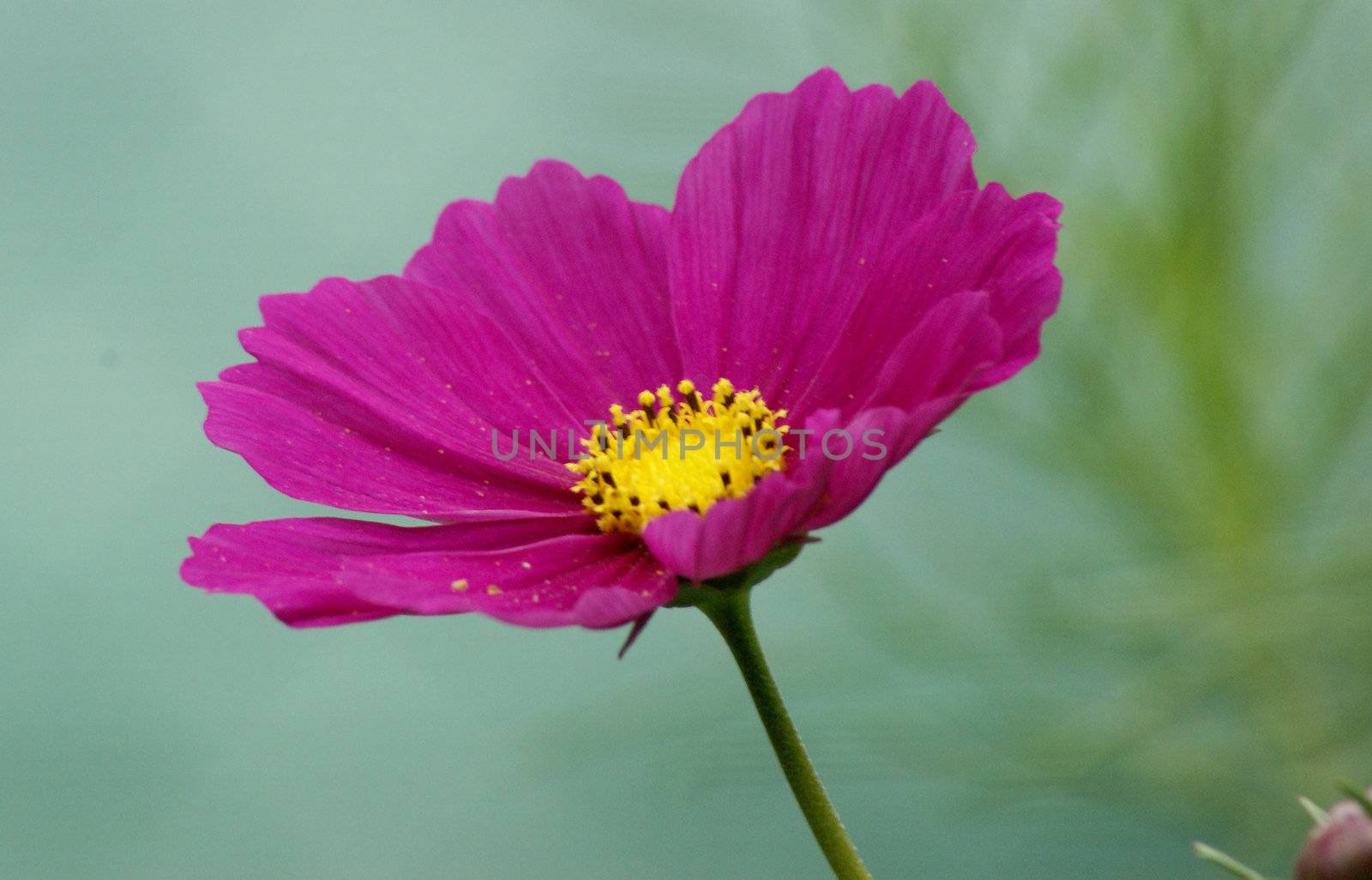 Close-up shot of a pink cosmos flower