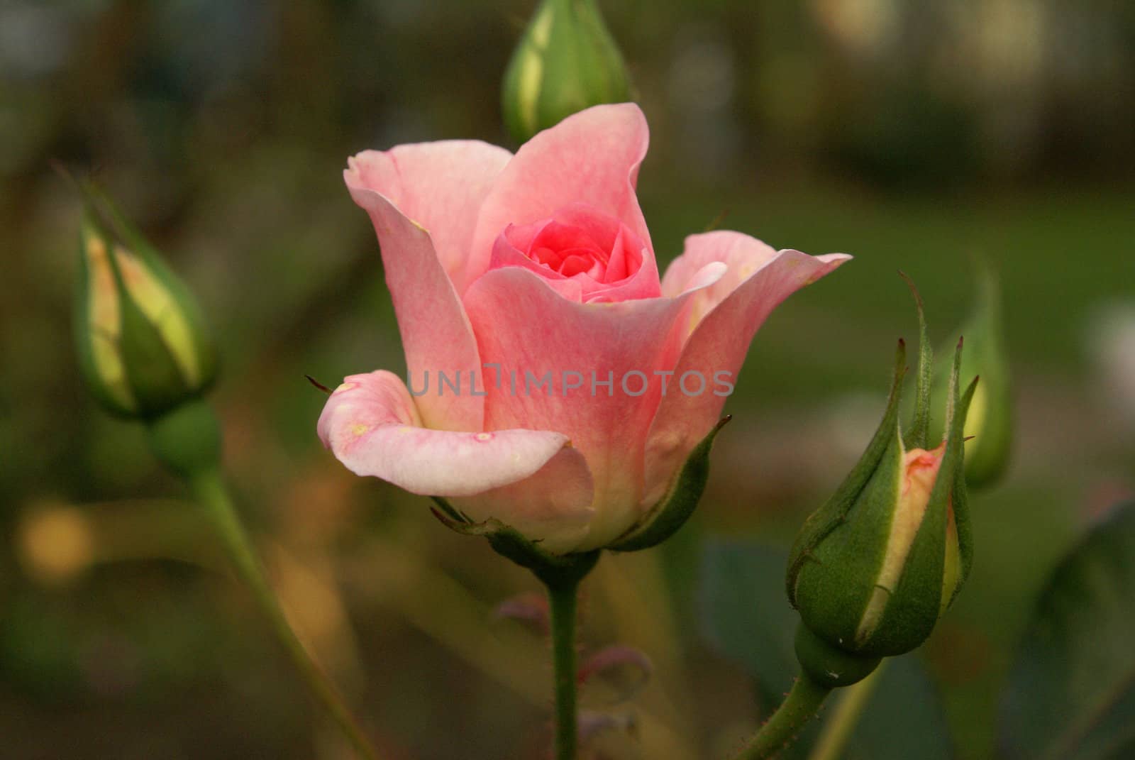 Close-up shot of a pink rose.