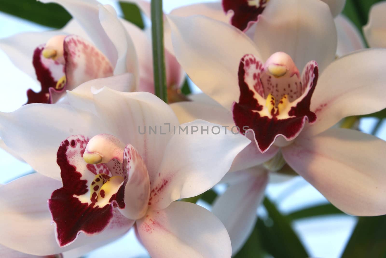 Close-up shot of a beautiful white orchid