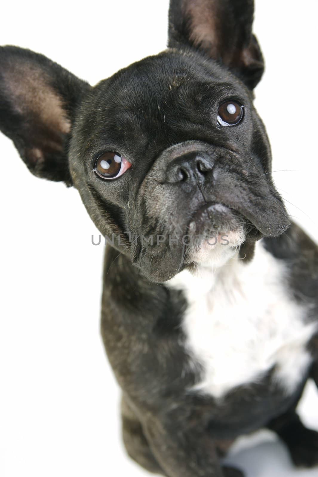 A French Bulldog isolated agaisnt a white background
