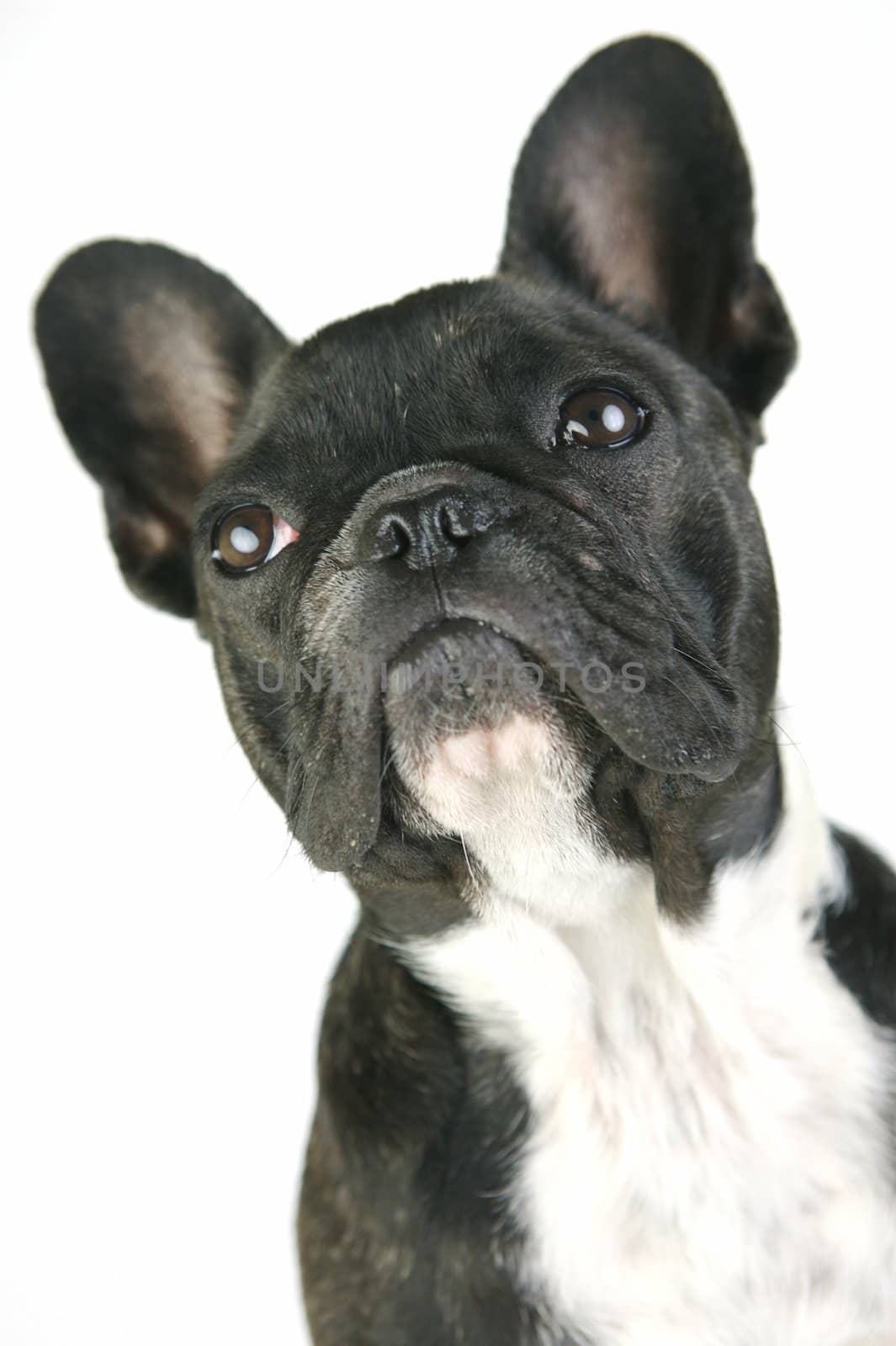 A French Bulldog isolated agaisnt a white background