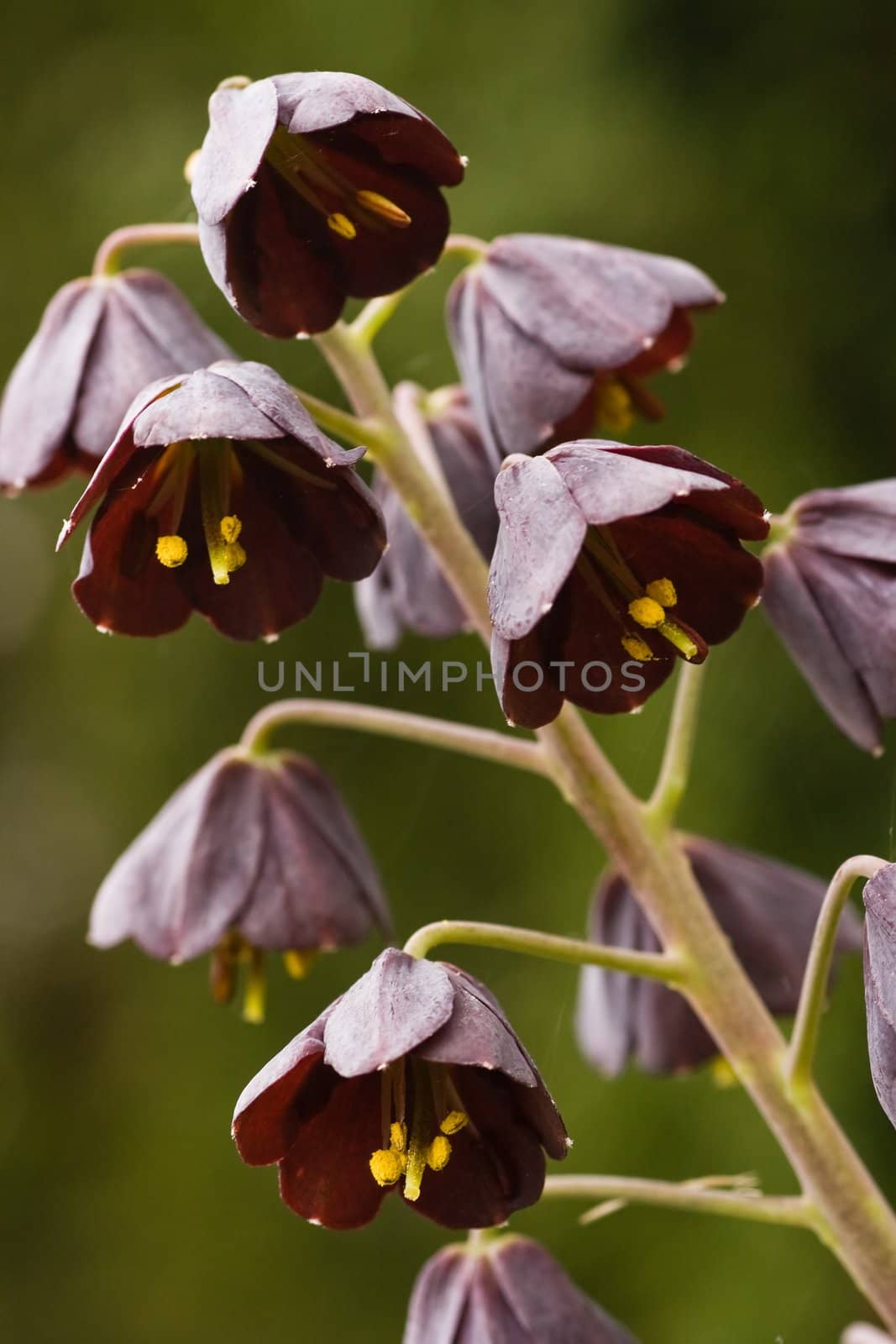 Flowers of frittilaria persica in special dark chocolatecolor
