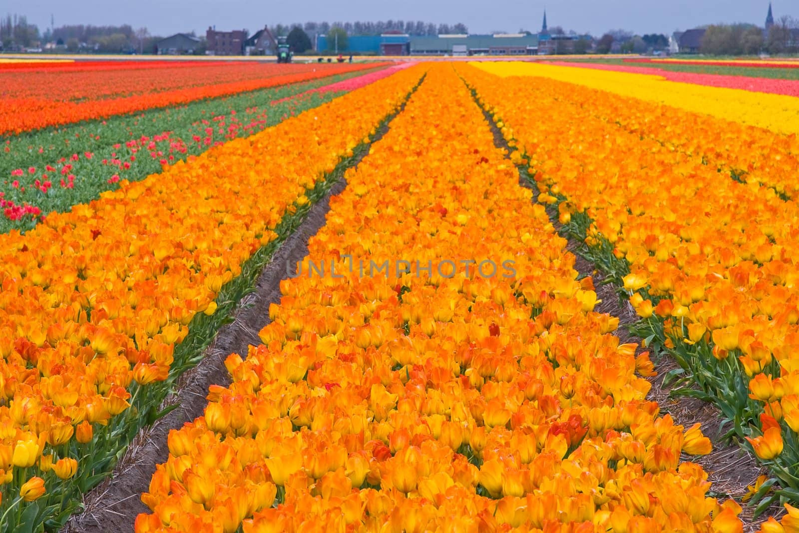 Tulipfields by Colette