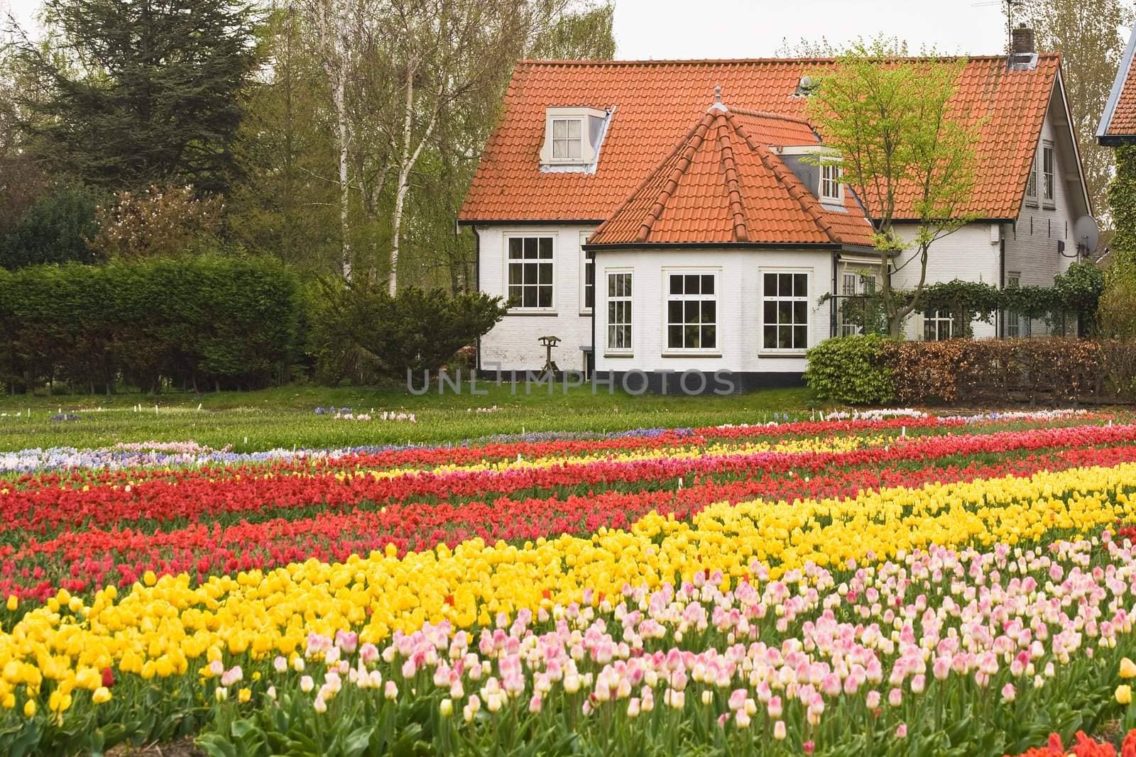 House with view on colorful field of tulips