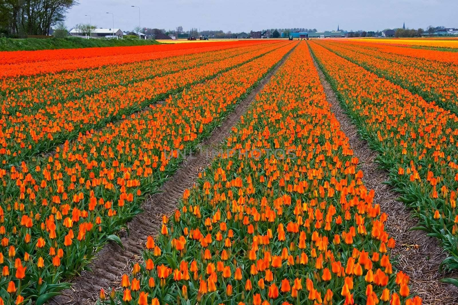 Colorful tulipfields by Colette