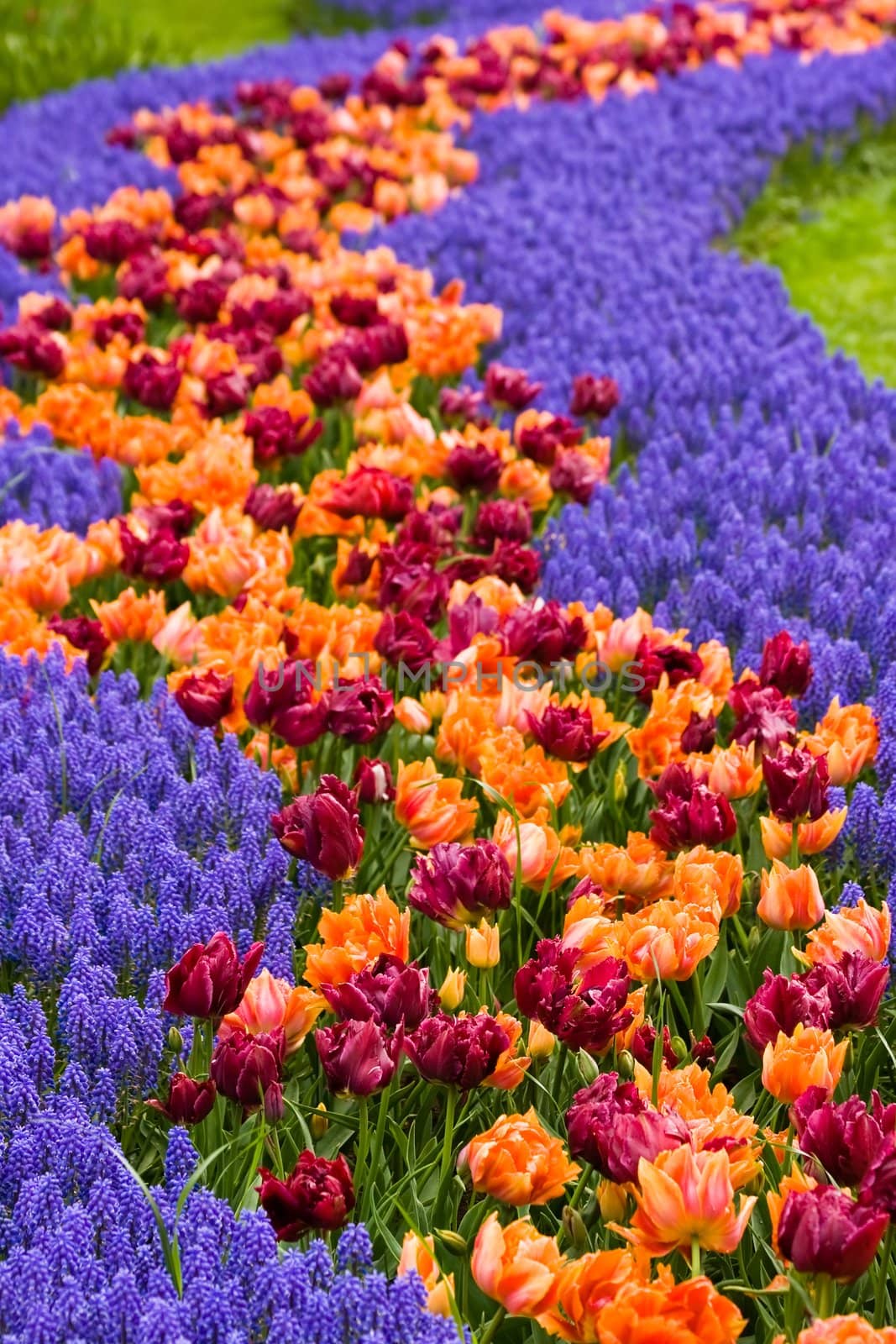 A path of flowers with tulips and common grape hyacinth