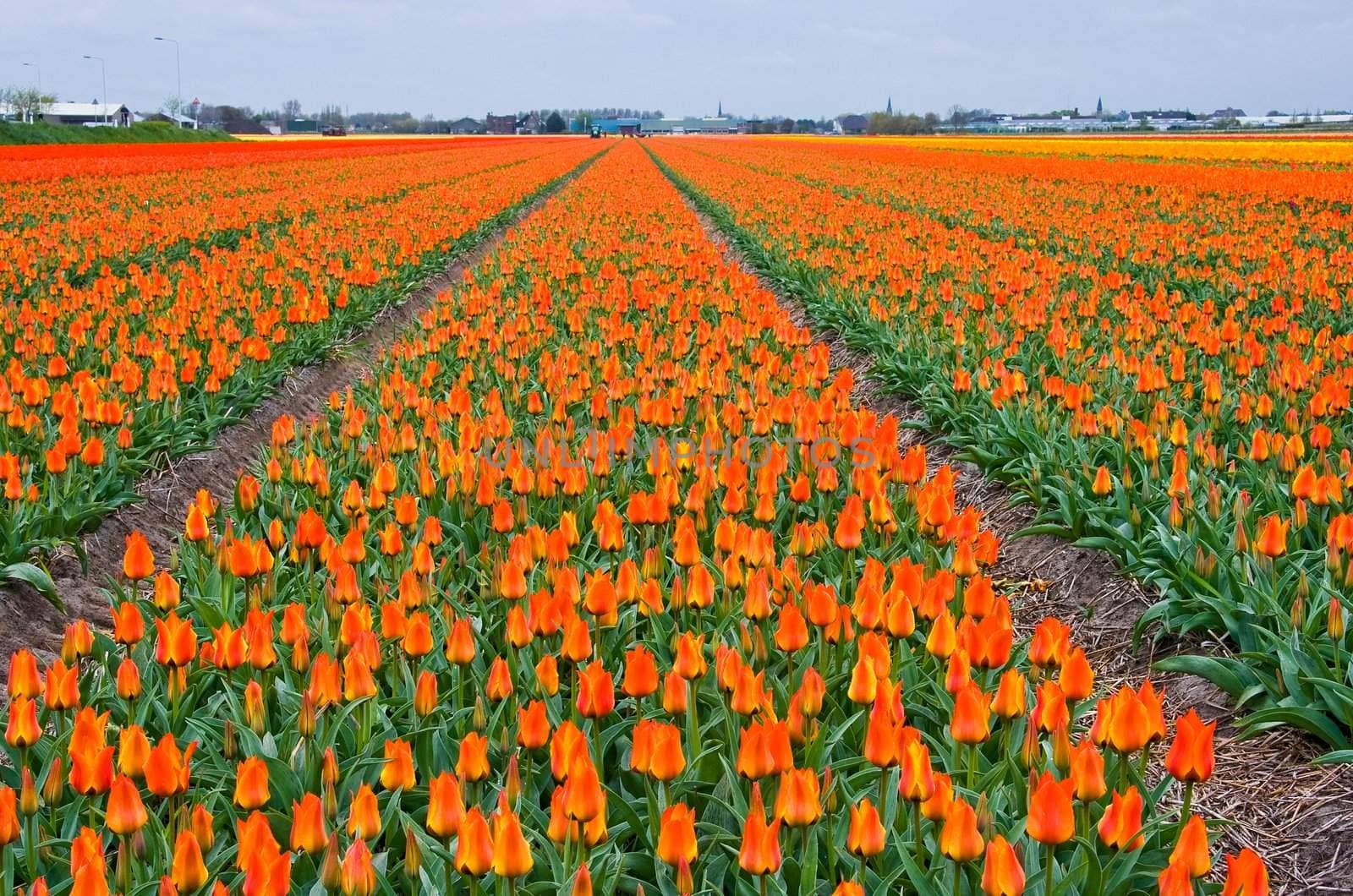 Fields of orange and yellow tulips reaching to the horizon