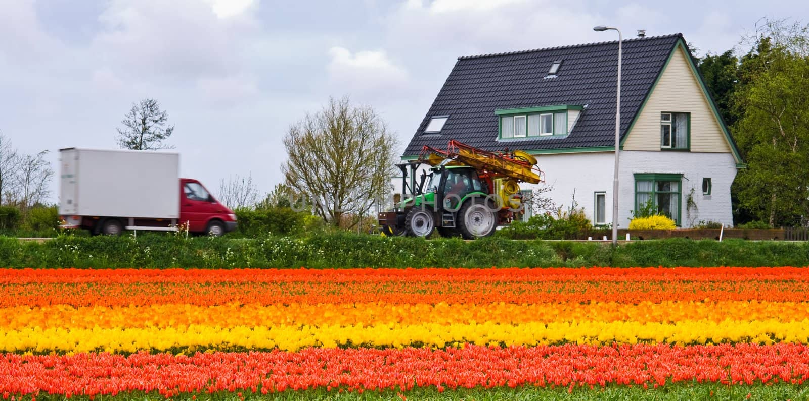 Everyday living and working in the tulipfields