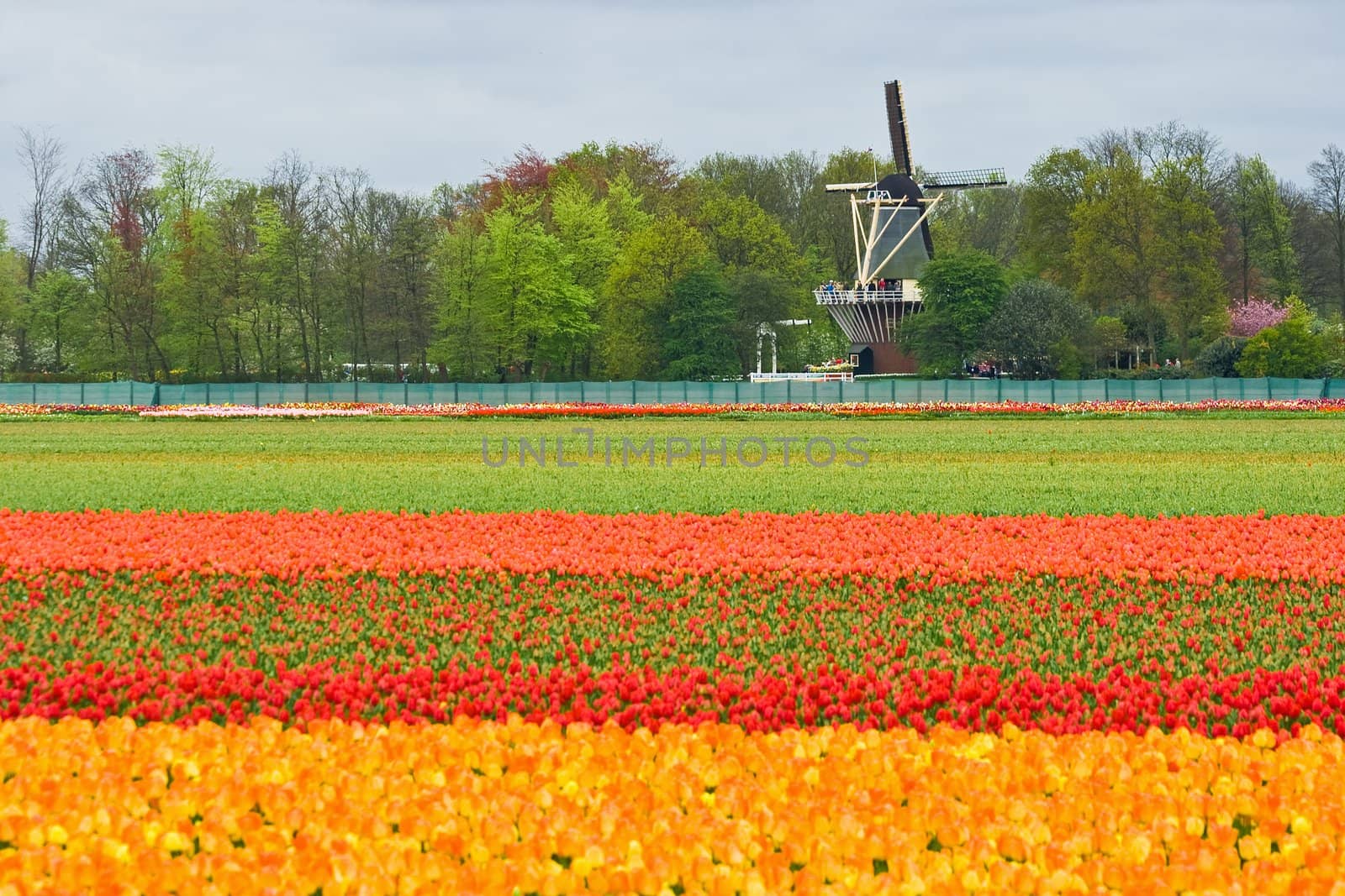 Mill and tulipfield by Colette