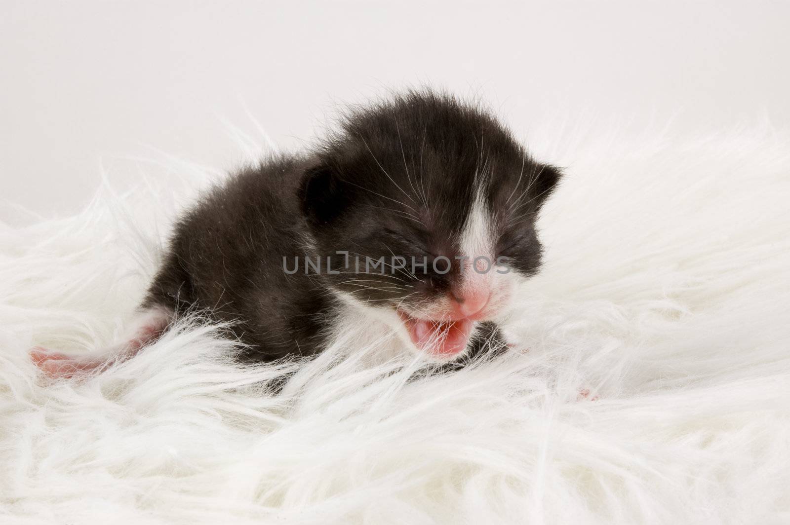 one week old black kitten by ladyminnie