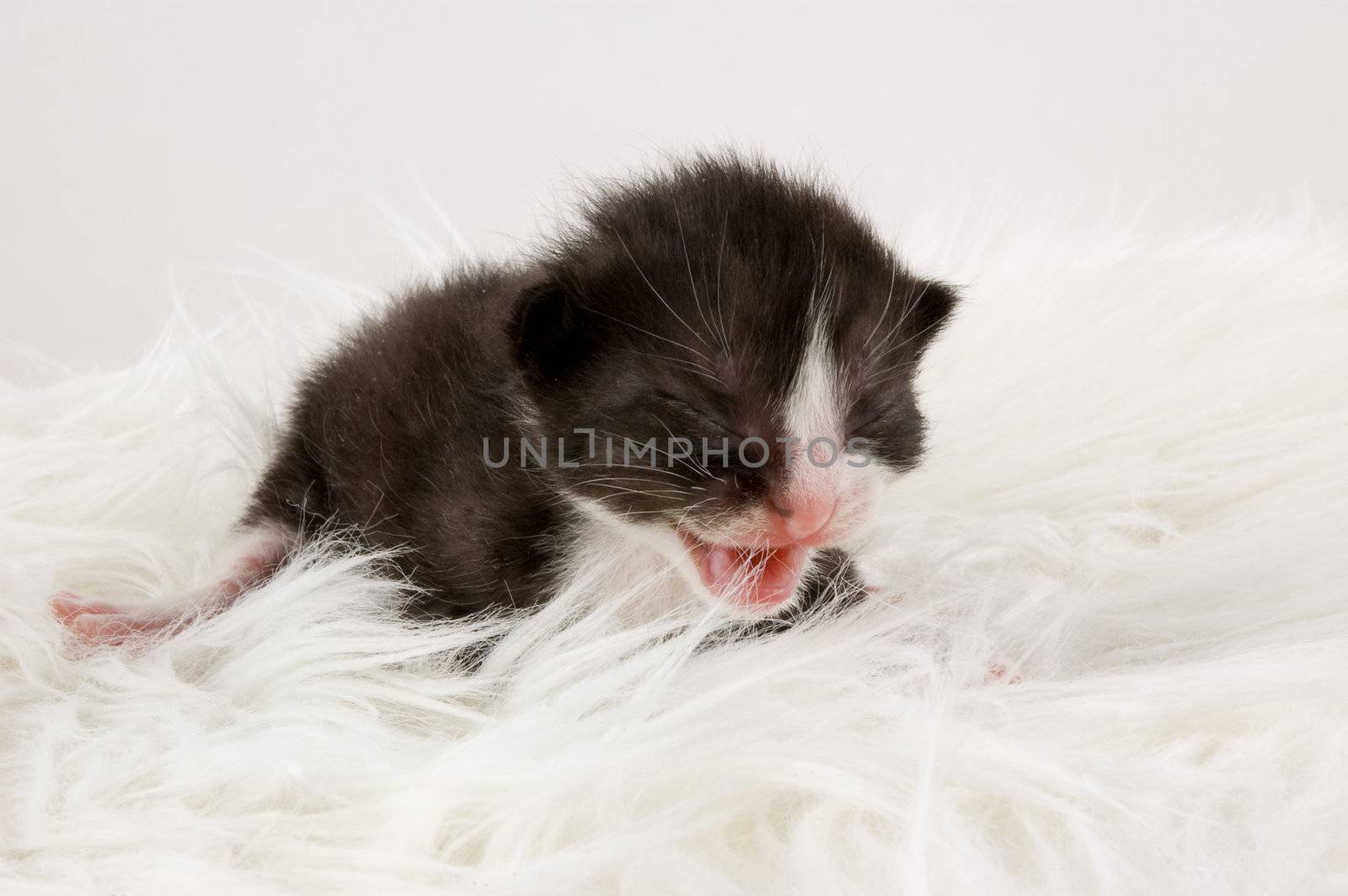 one week old black kitten