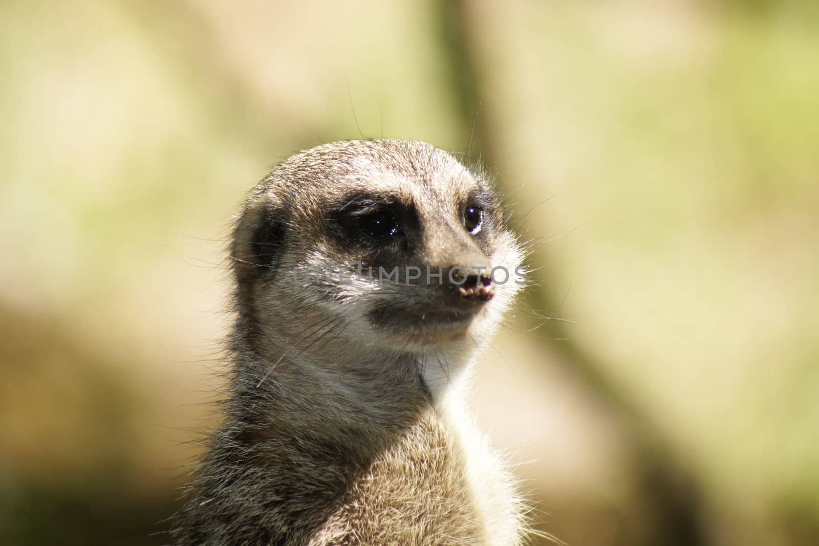 Meerkat (Suricata suricatta) by ladyminnie