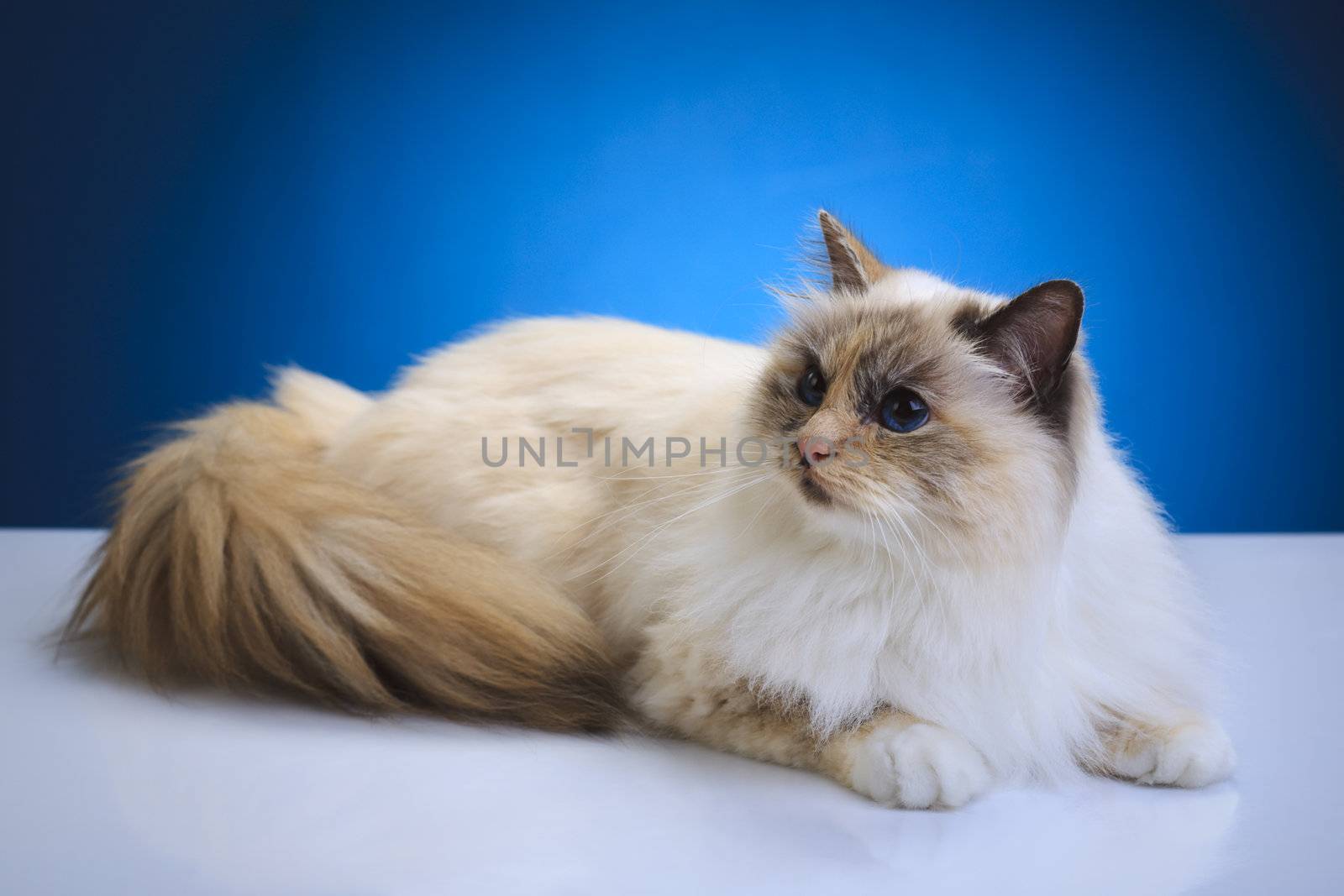 White brown cat on a white table