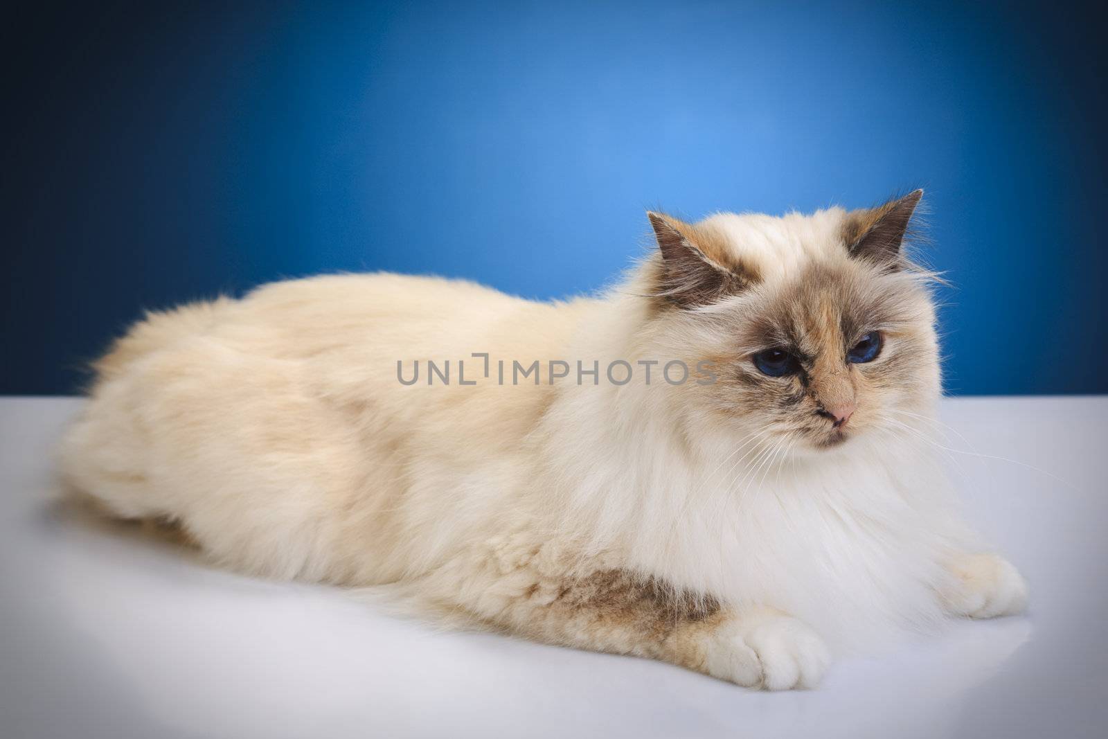 White cat on a white reflective table over blue