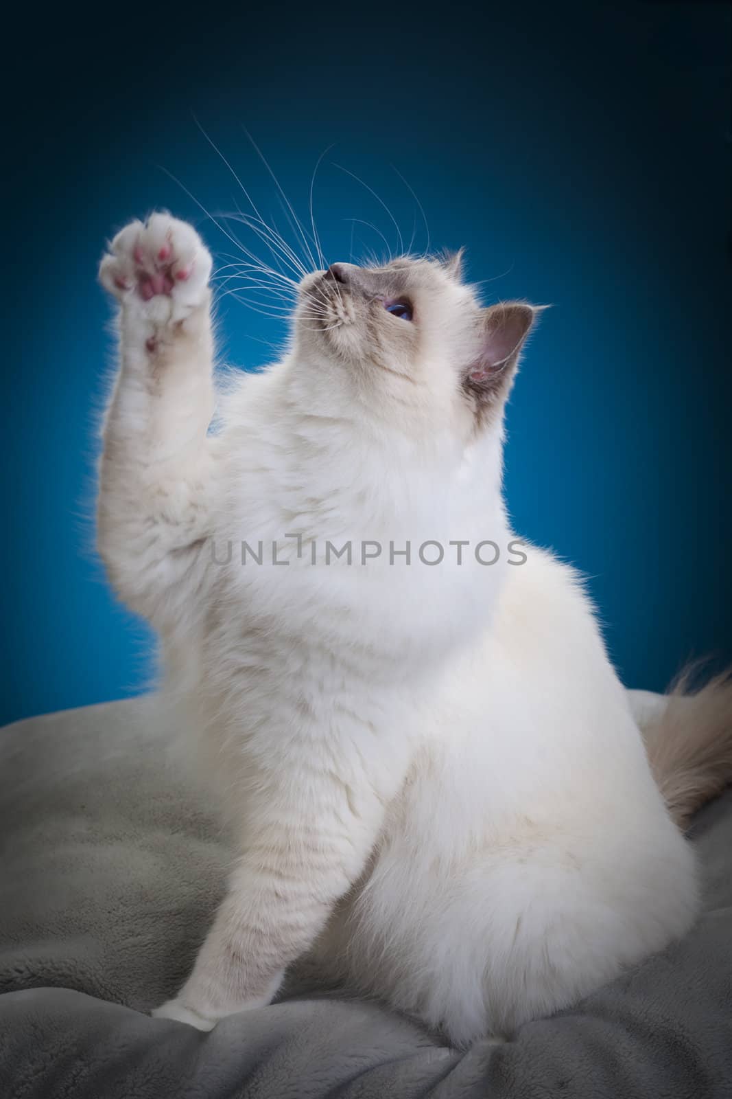 White cat on the big grey pillow