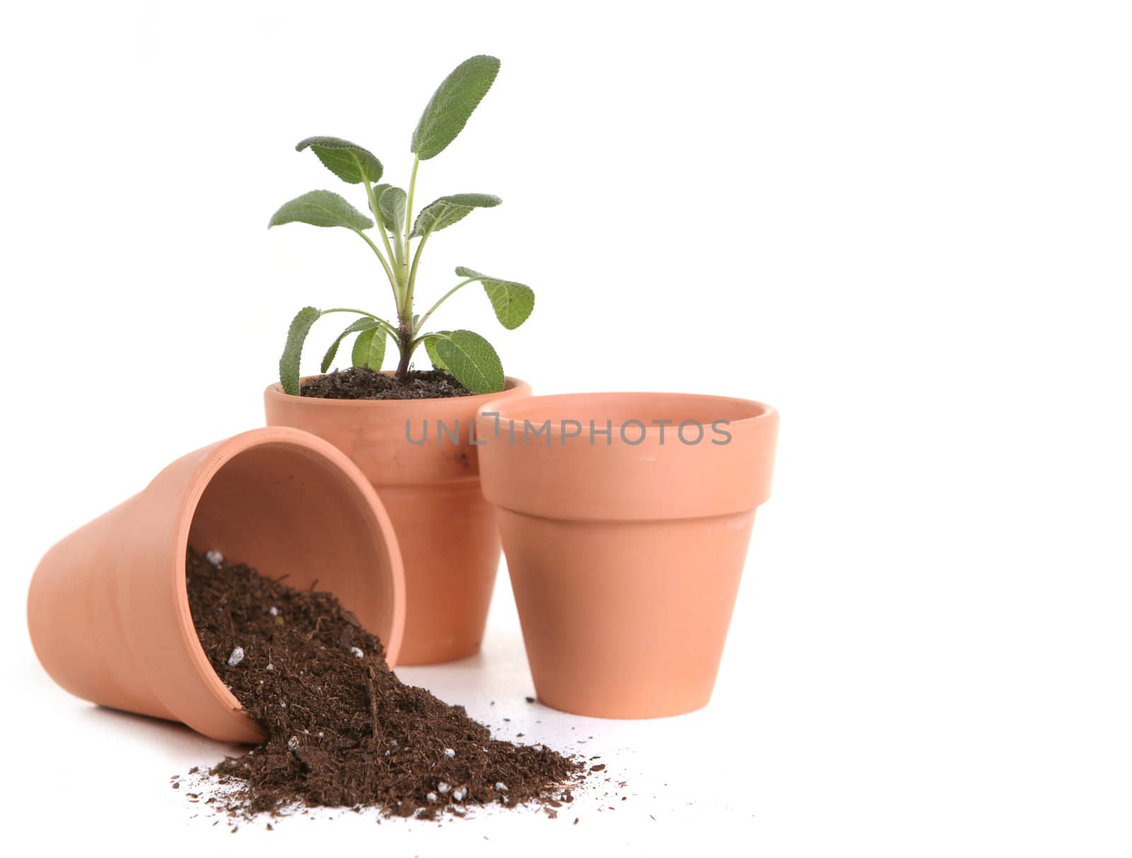 Clay Pots With Dirt and Seedling on White Background For Spring Planting