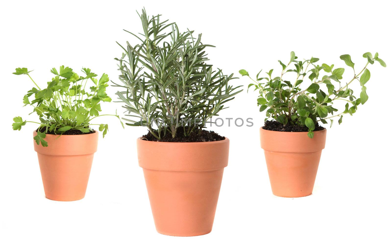 Herb Gardening With Majoram, Cilantro and Rosemary in Clay Pots on White Background