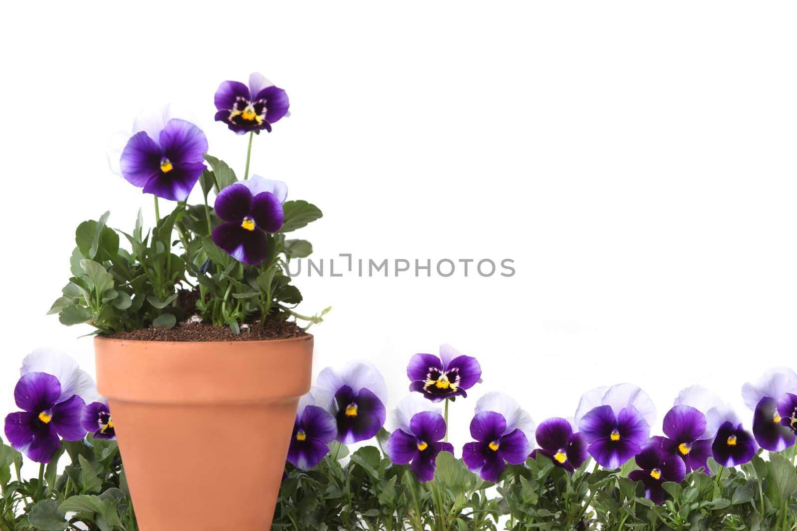 Pansies in a Row and in a Clay Pot by tobkatrina