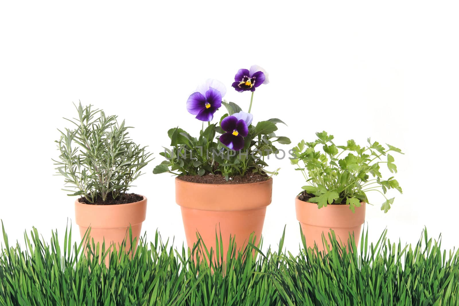 Herb and Foral Spring Time Gardening in Clay Pots With Grass Border