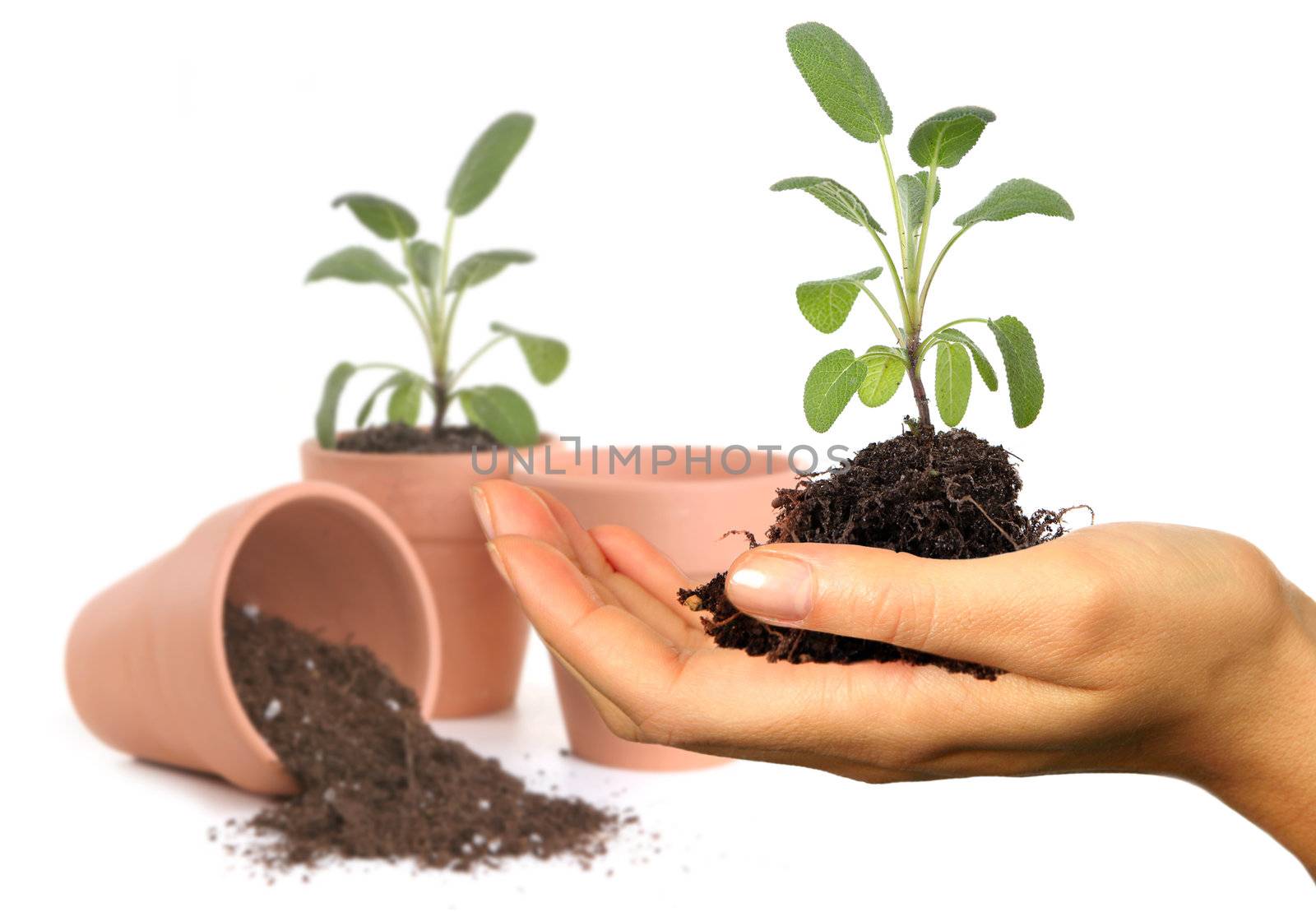 Womans Hand Holding New Springtime Seedling With Potting Pots in the Background. Background is Intentionally Out of Focus.