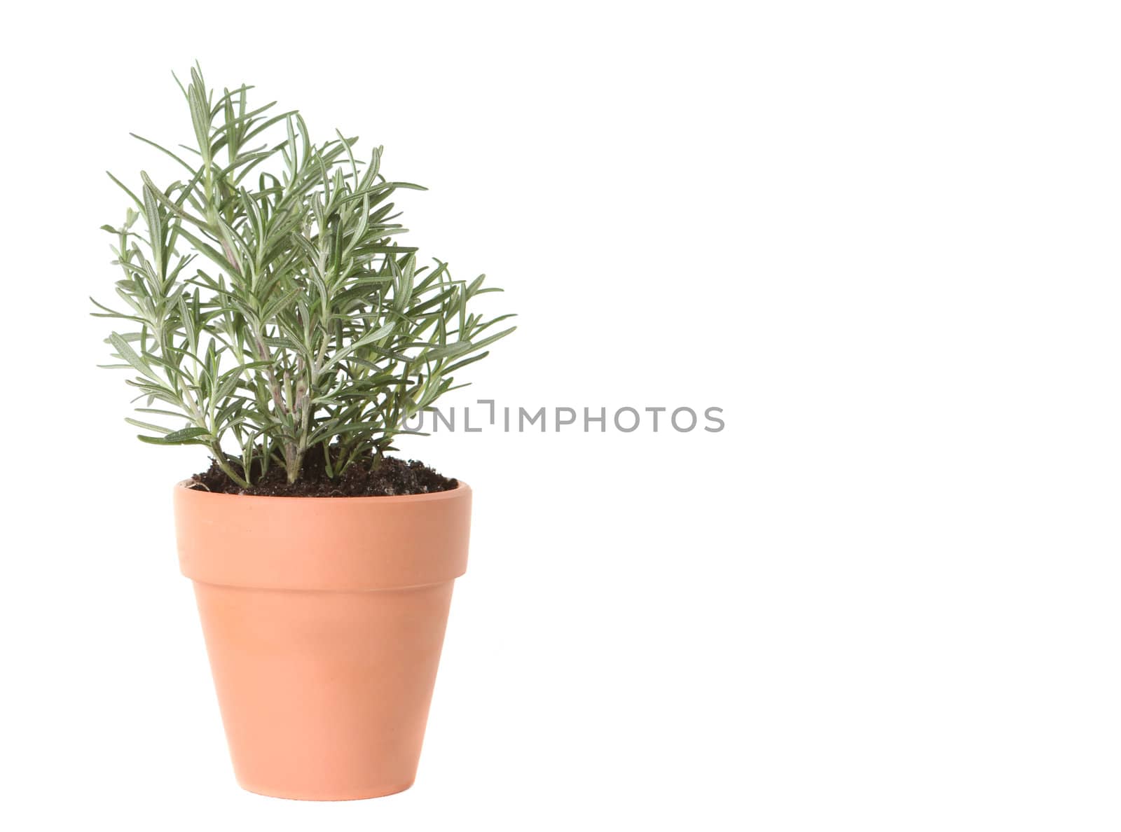 Rosemary Herb Planted in a Clay Pot on White Background With Copy Space for Text