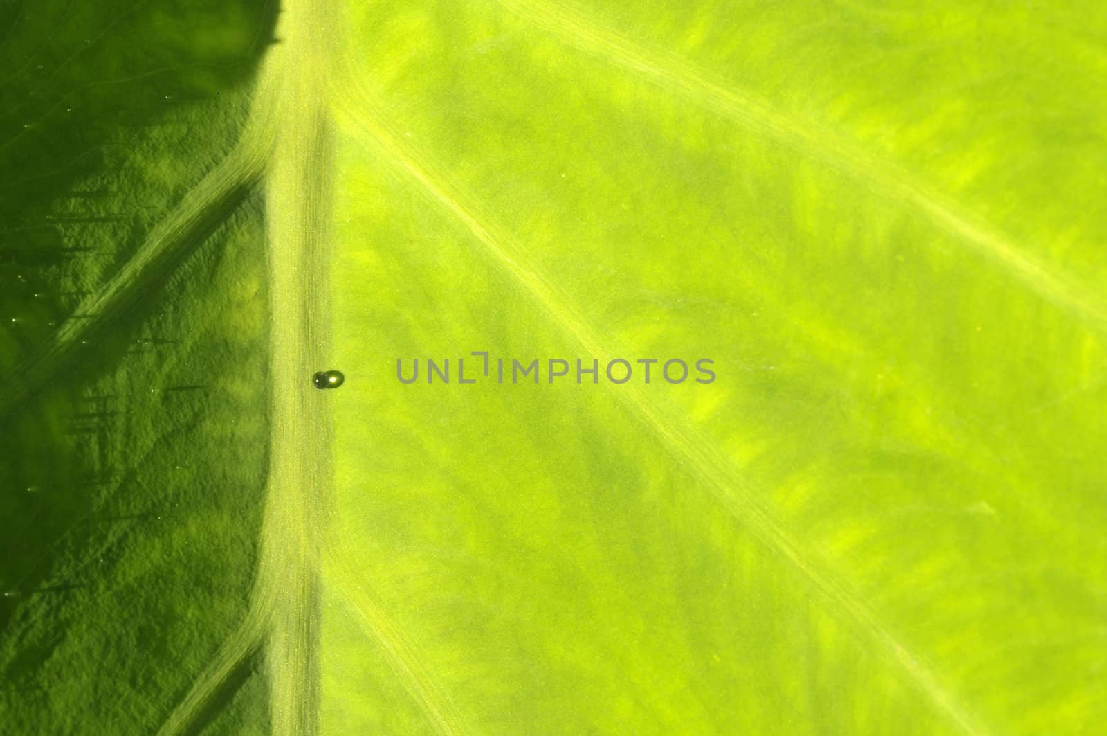 A single drop of dew on a lush, vivid green tropical leaf of taro