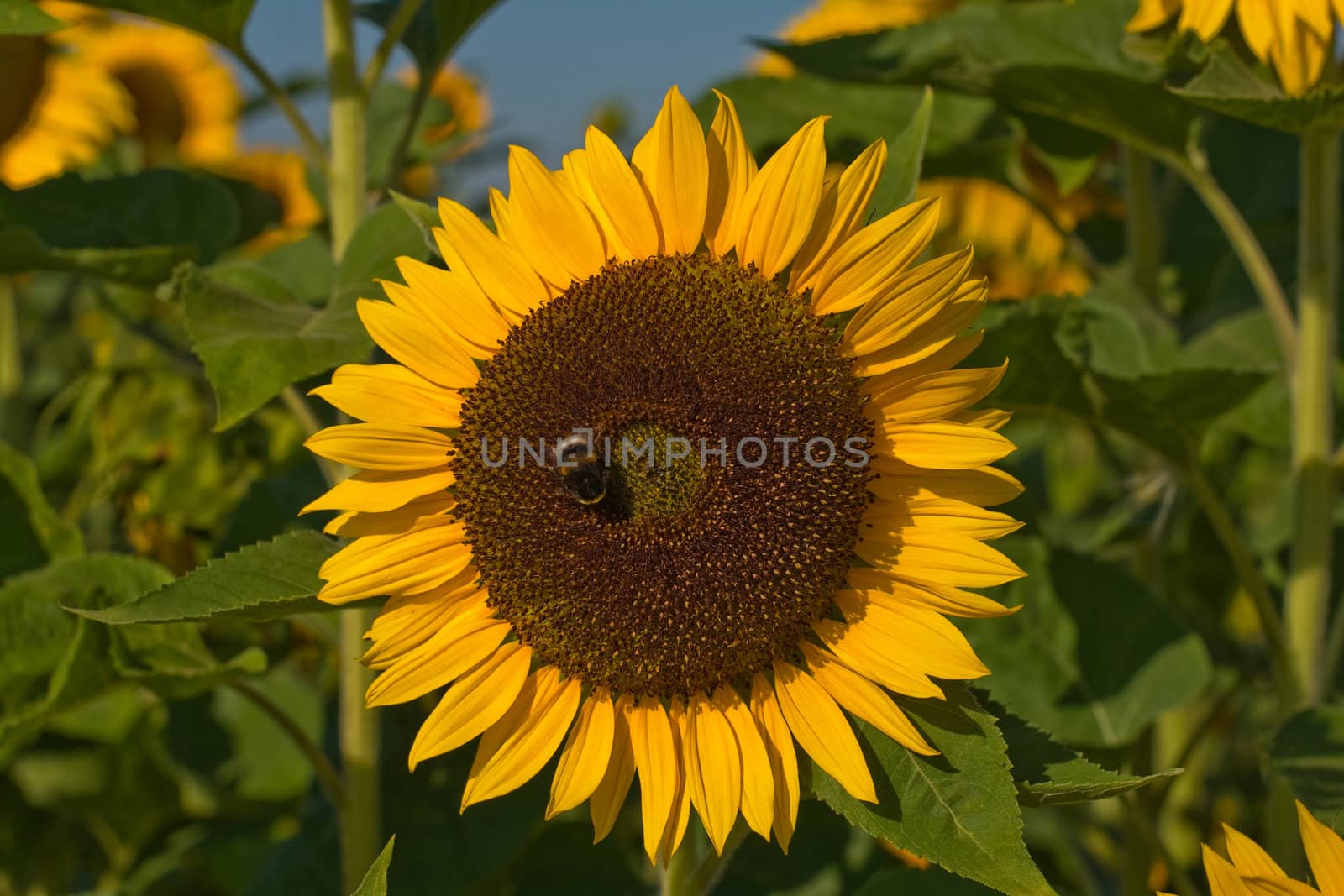 Sunflower with bumblebee in a sunflower field, close-up