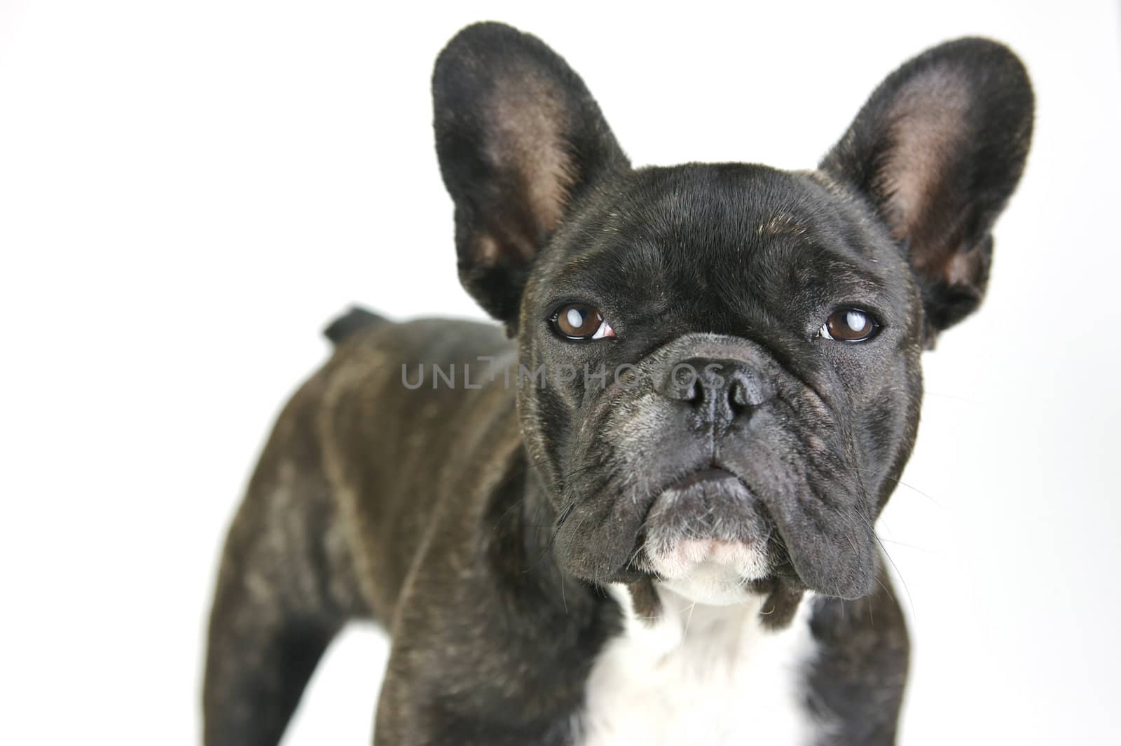A French Bulldog isolated agaisnt a white background