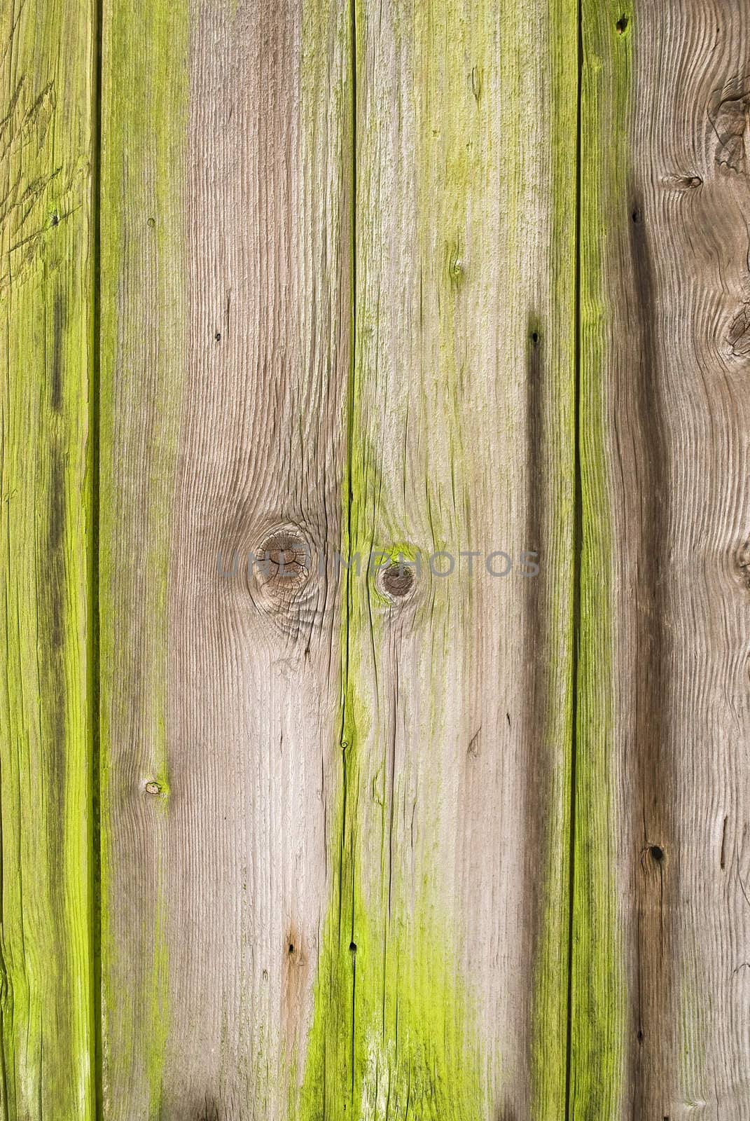 Old wood  by stes