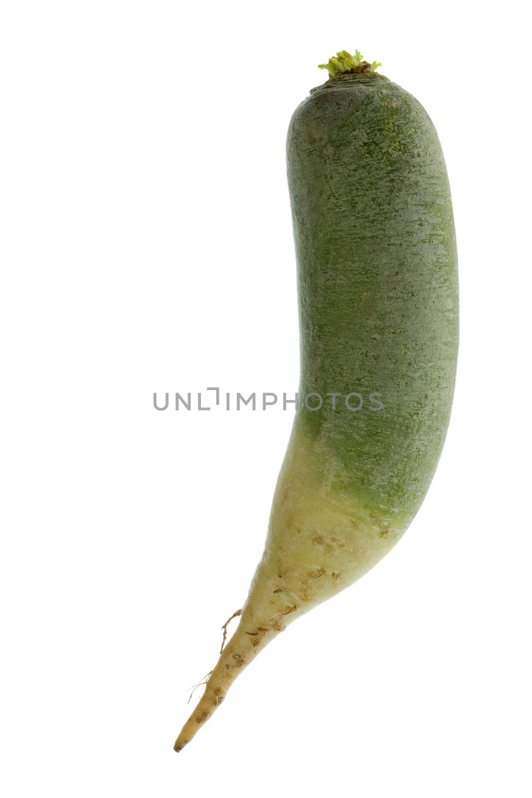 Isolated image of a green Chinese radish.