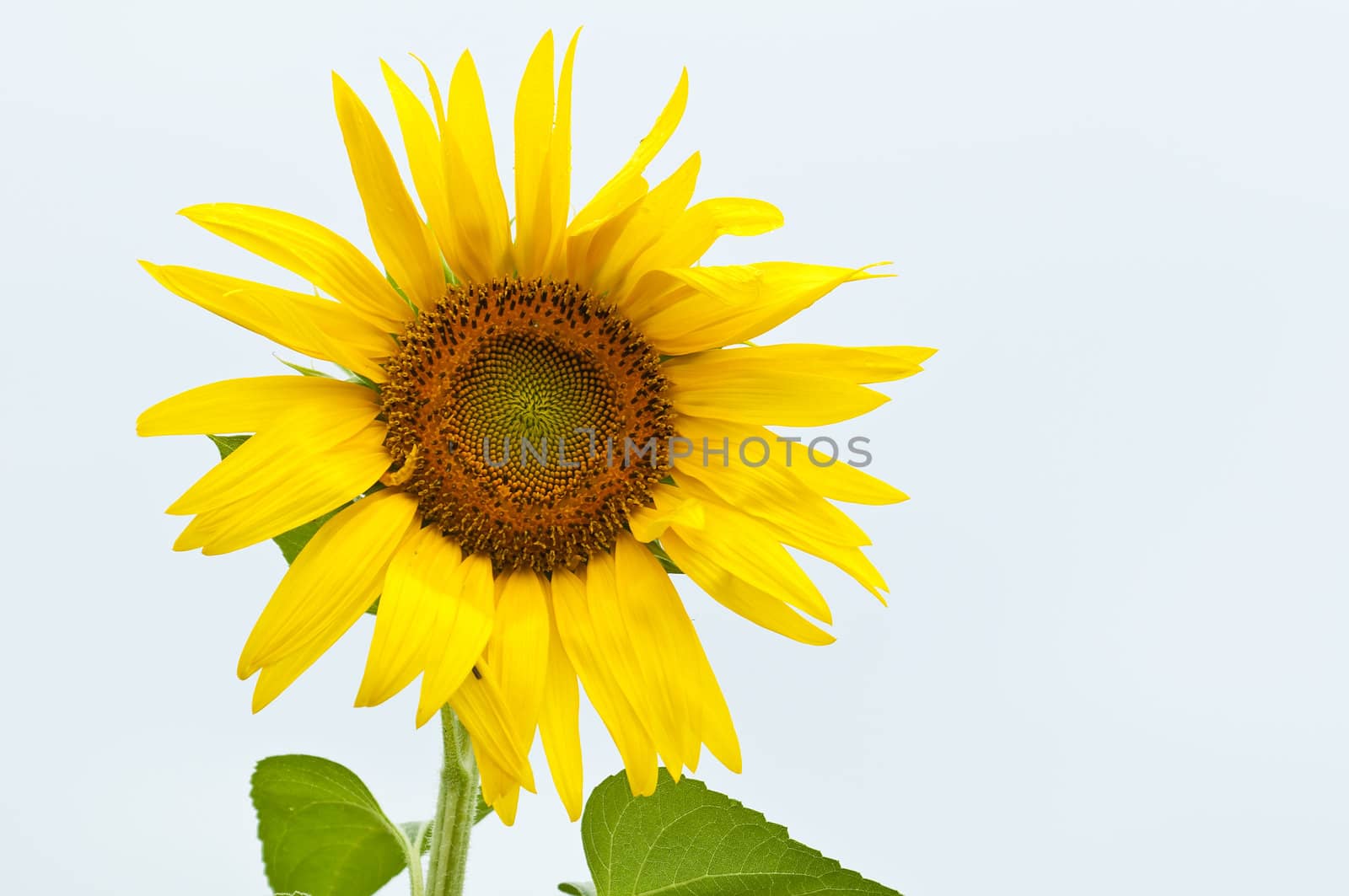 Sunflower in full bloom in summer by AlessandroZocc