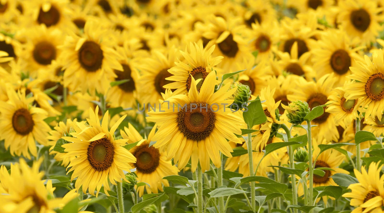 Sunflowers in full bloom in summer by AlessandroZocc