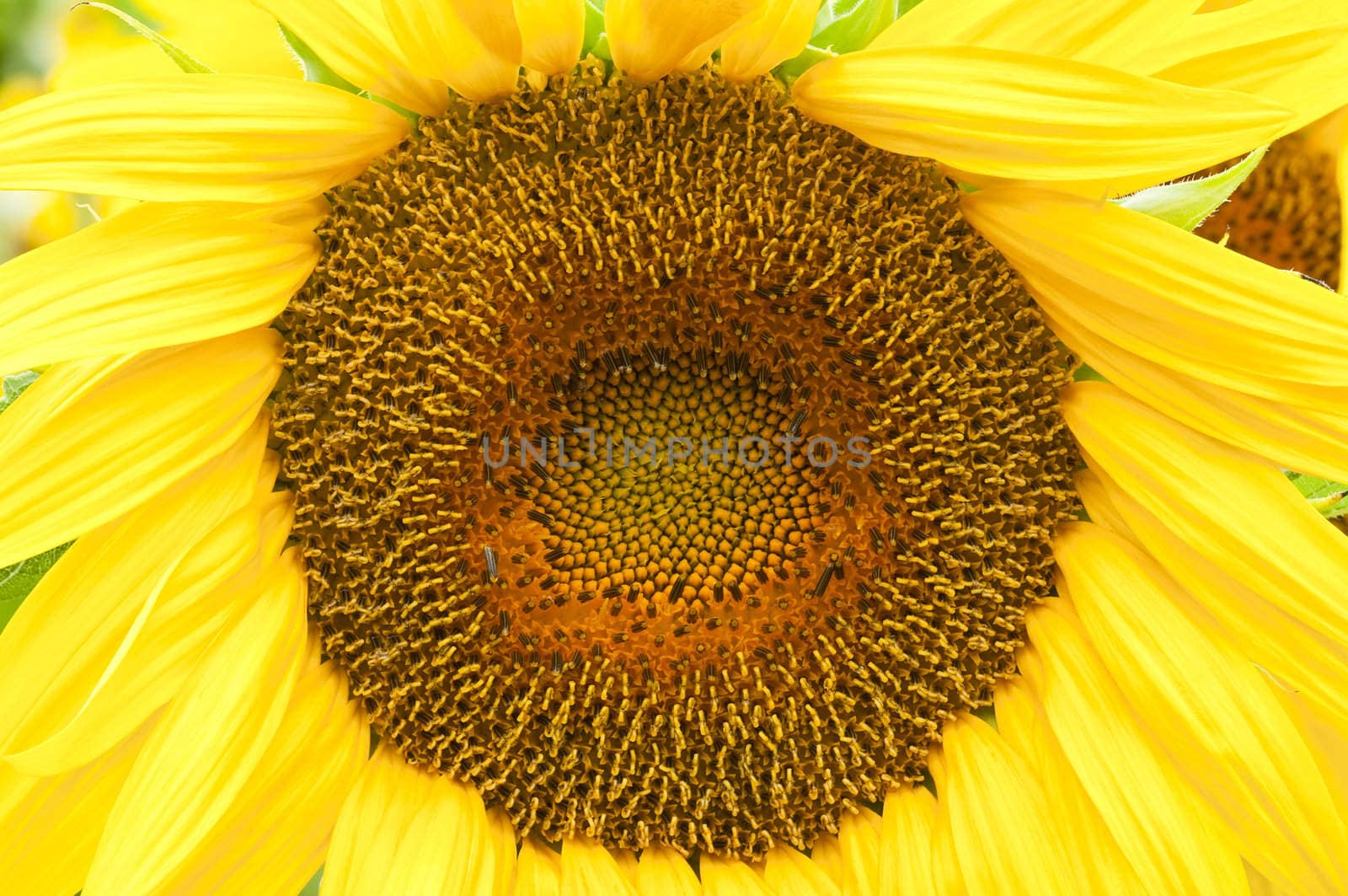 Sunflower in full bloom in summer
