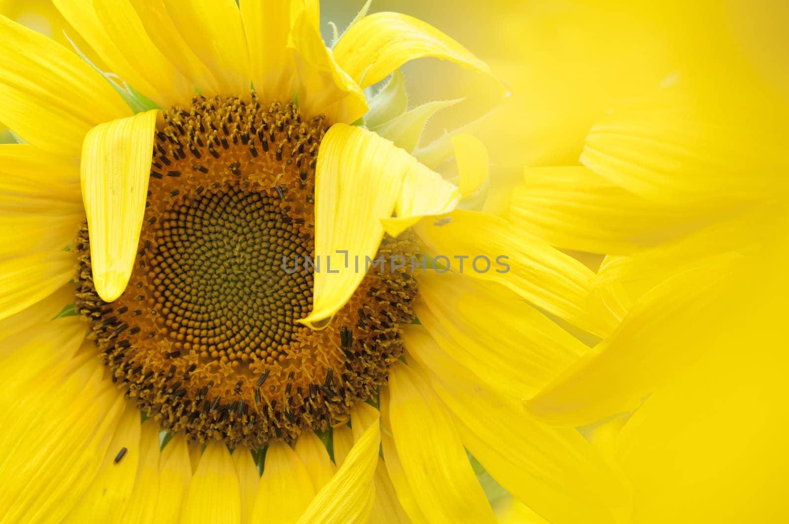 Sunflower in full bloom in summer