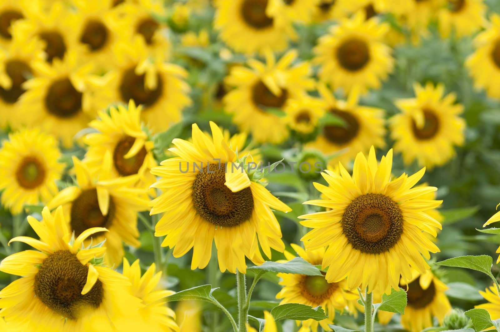 Sunflowers in full bloom in summer