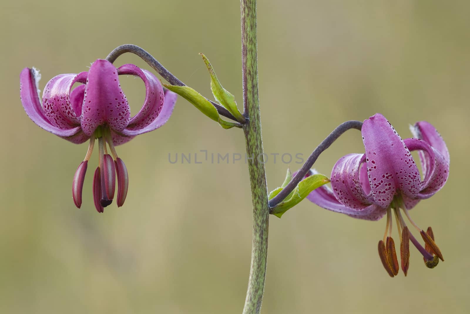 Flowers of Martagon or Turk's cap lily (Lilium martagon)