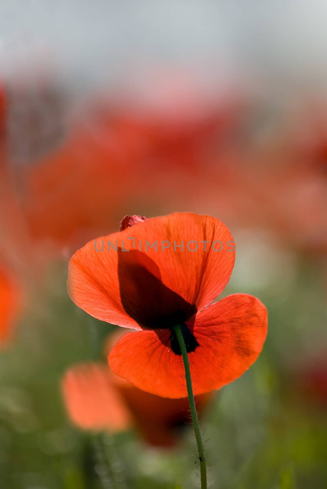 Poppy flower in back light in summer by AlessandroZocc